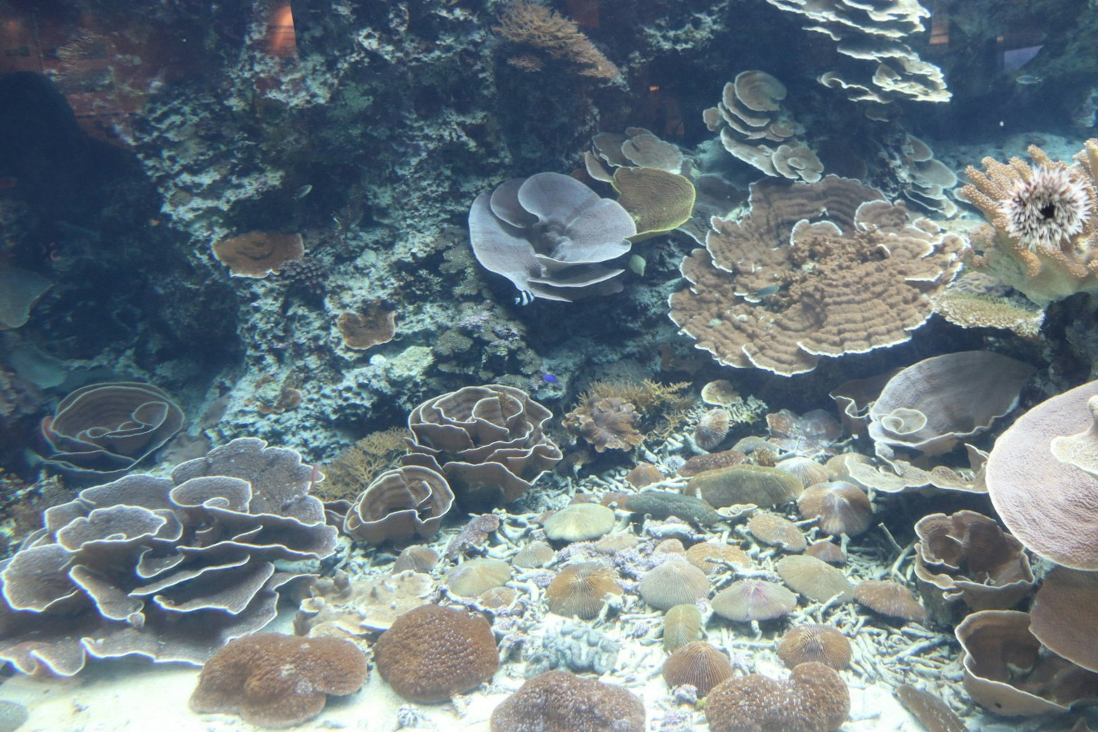 Pemandangan bawah laut dengan formasi terumbu karang yang beragam dalam berbagai bentuk dan warna