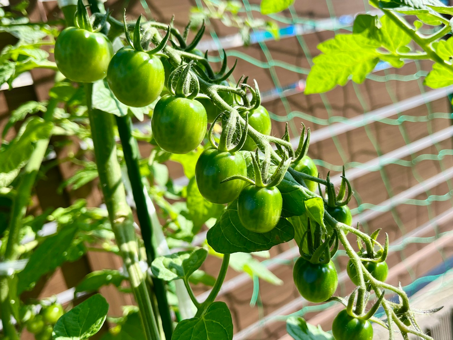Pomodori verdi che crescono su una vite