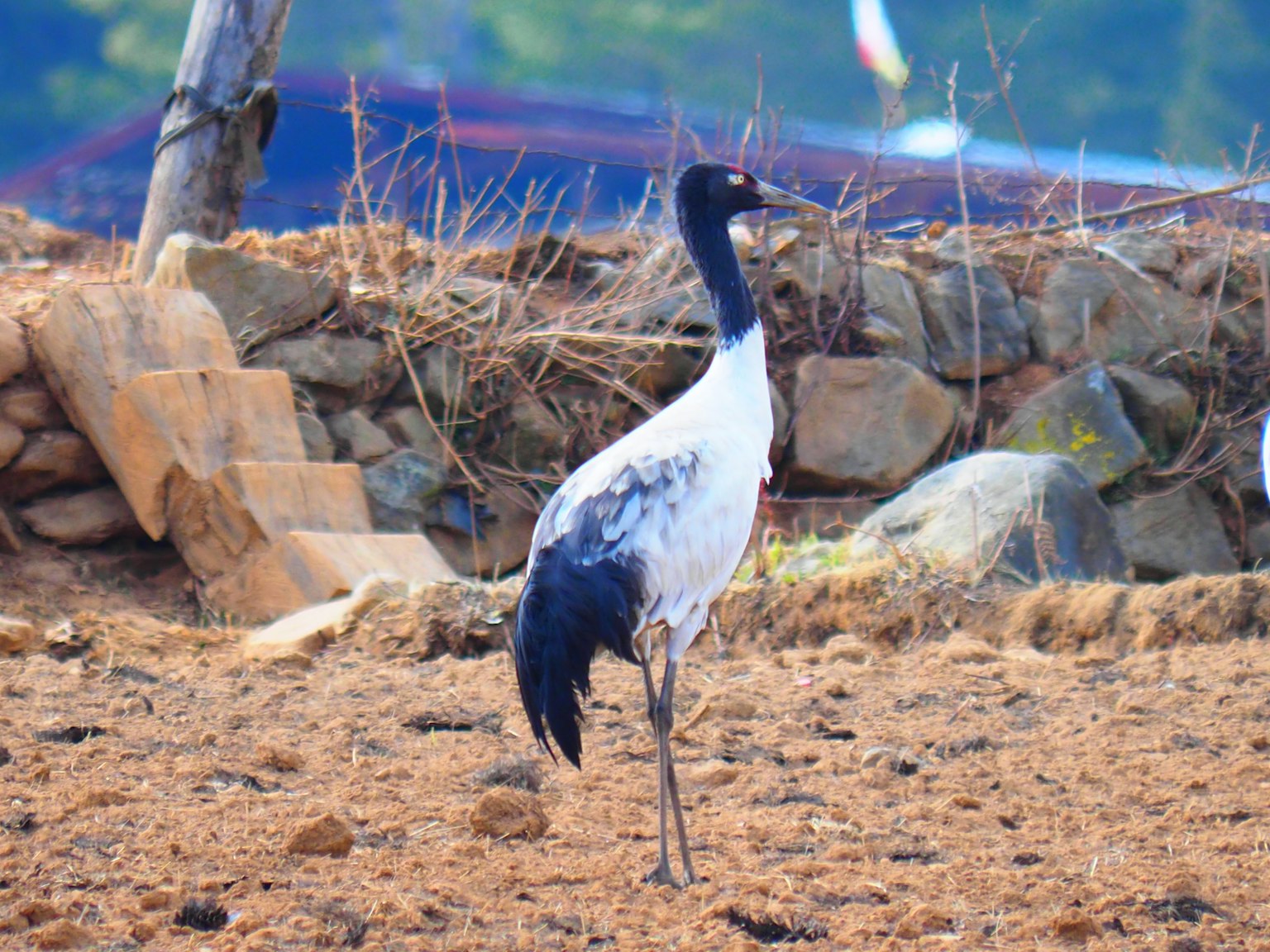 Bird with black and white feathers standing on the ground