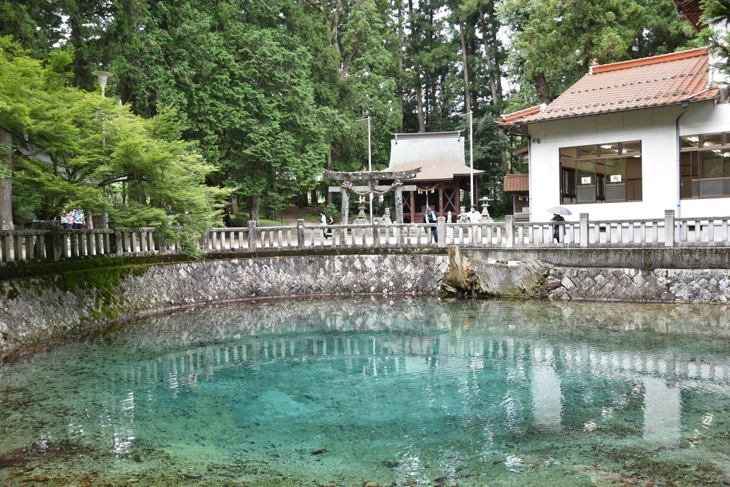 laghetto da giardino con riflessi degli alberi e della foresta circostante