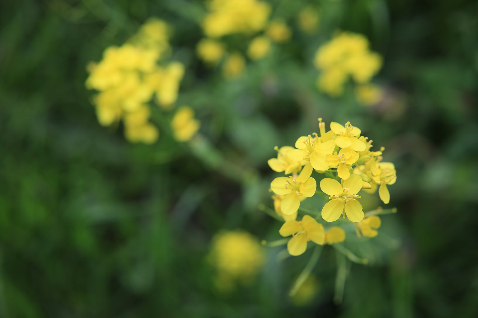 Nahaufnahme einer blühenden Pflanze mit leuchtend gelben Blüten vor grünem Hintergrund