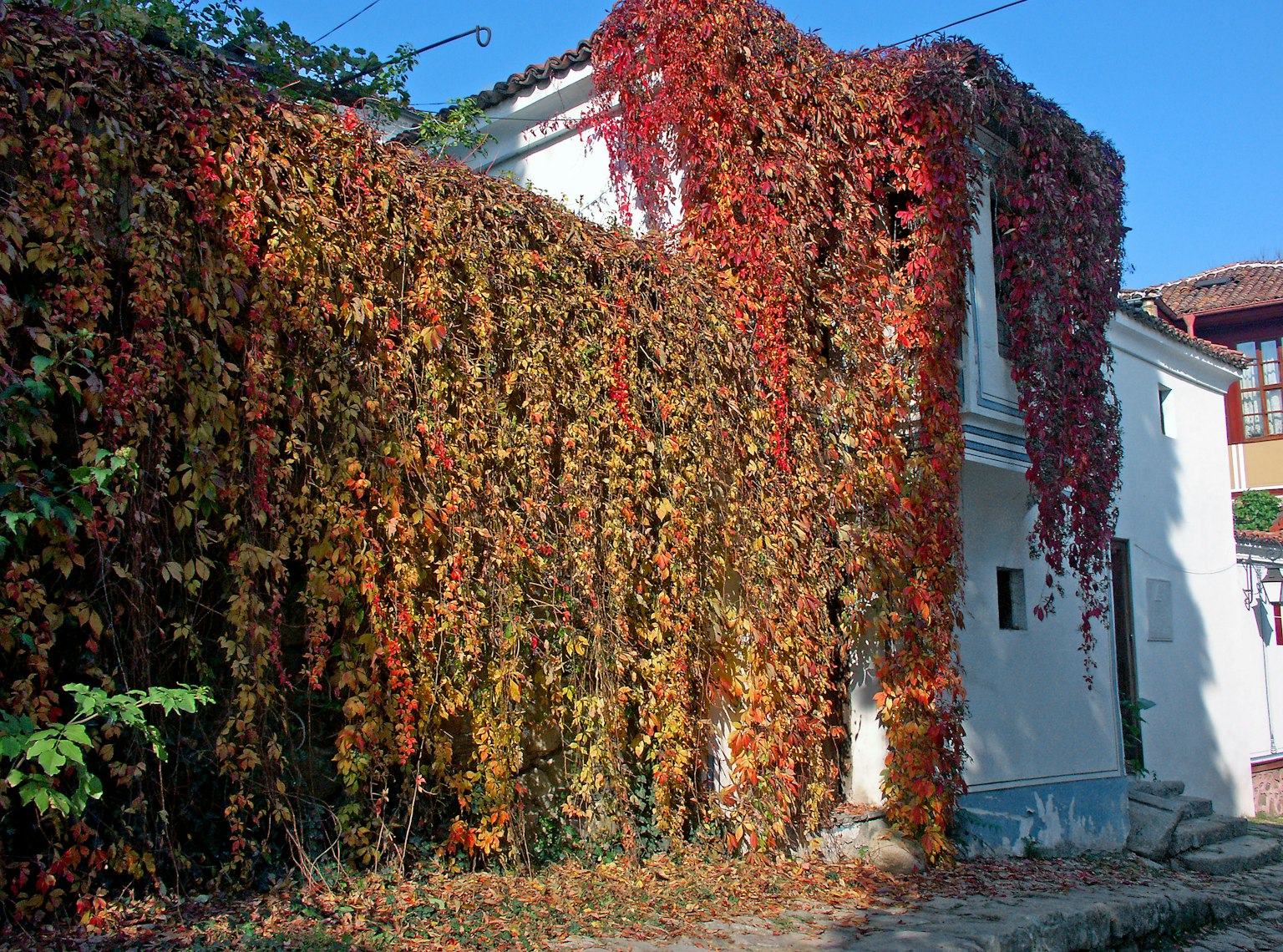 Esterno di un edificio coperto da fogliame vibrante rosso e arancione