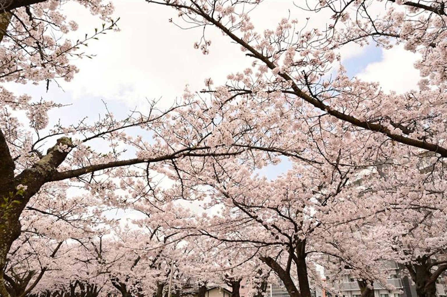 桜の木が満開の公園の風景