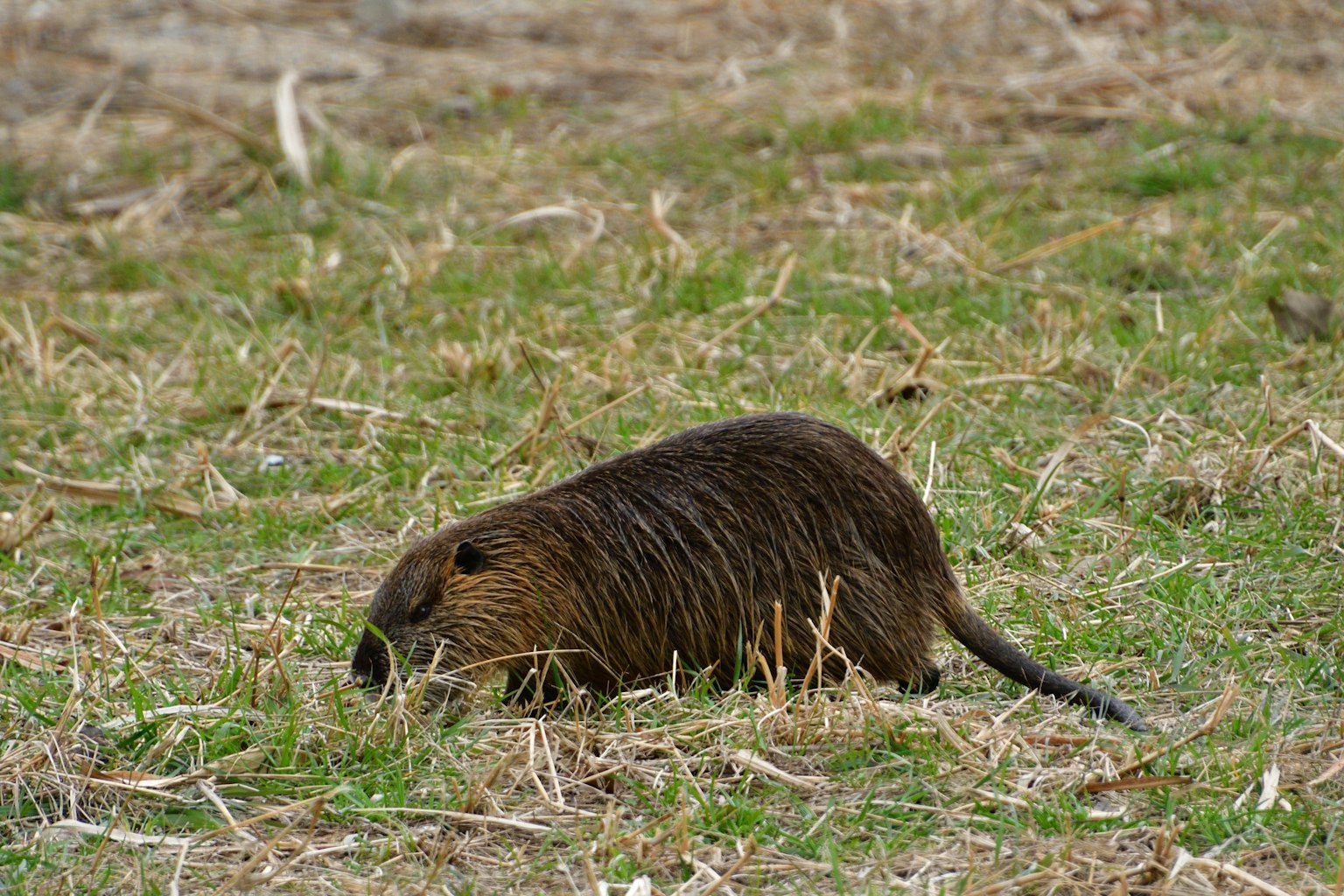 Un animale marrone che pascola sull'erba in un campo