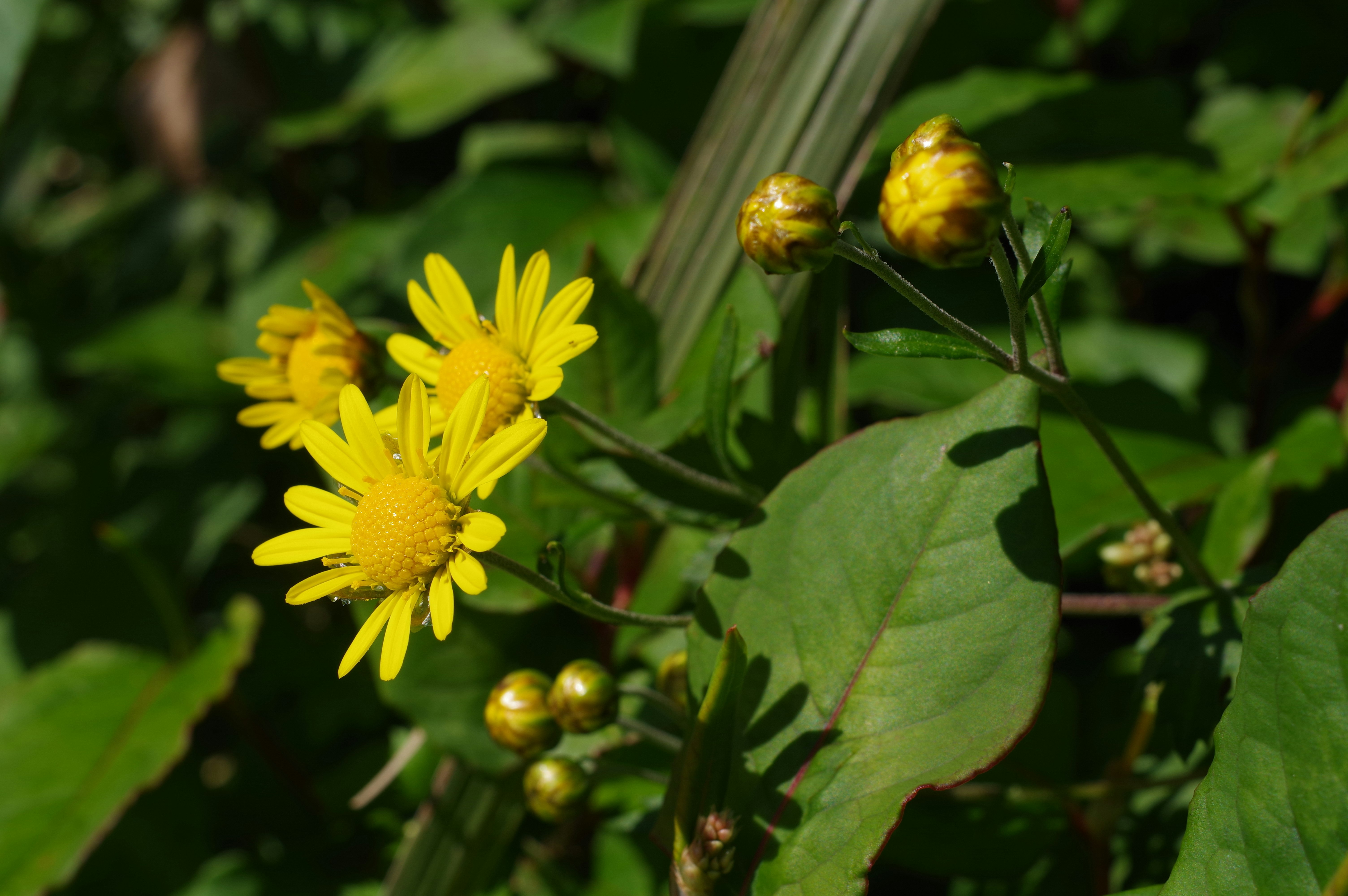 Nahaufnahme gelber Blüten und Knospen auf grünen Blättern