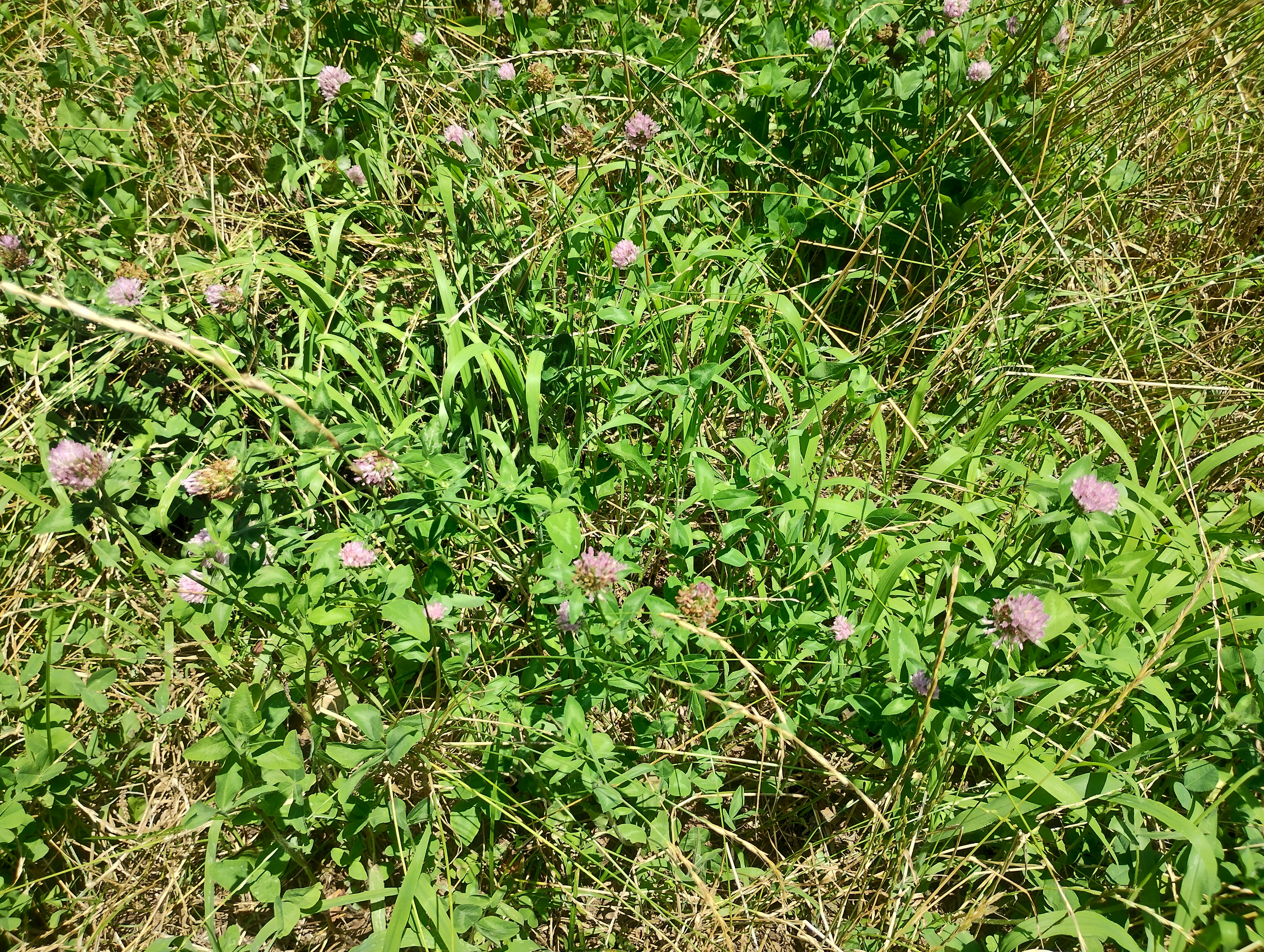 草叢中開著小花的自然地面