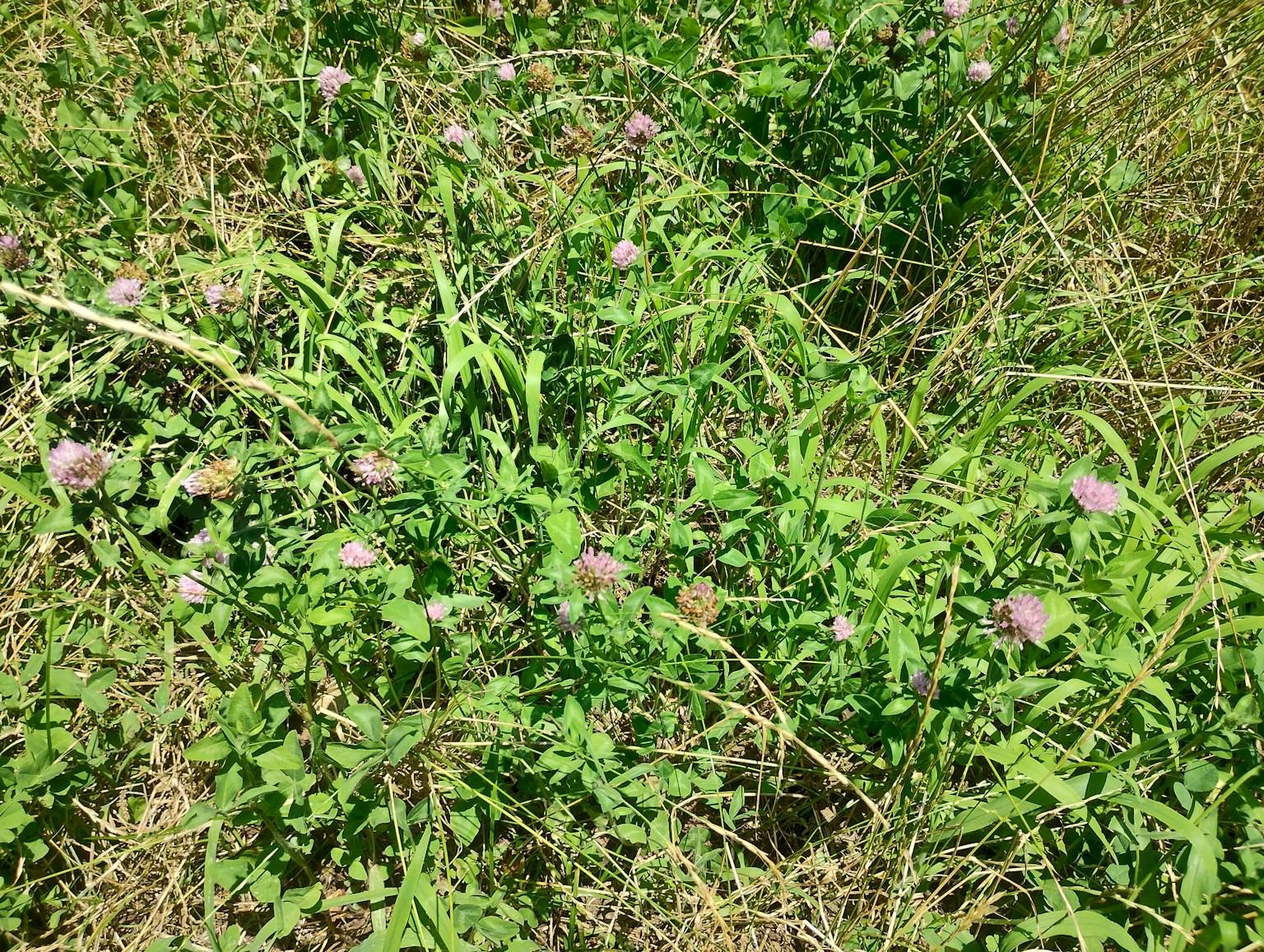 Natural scene with green grass and purple flowers