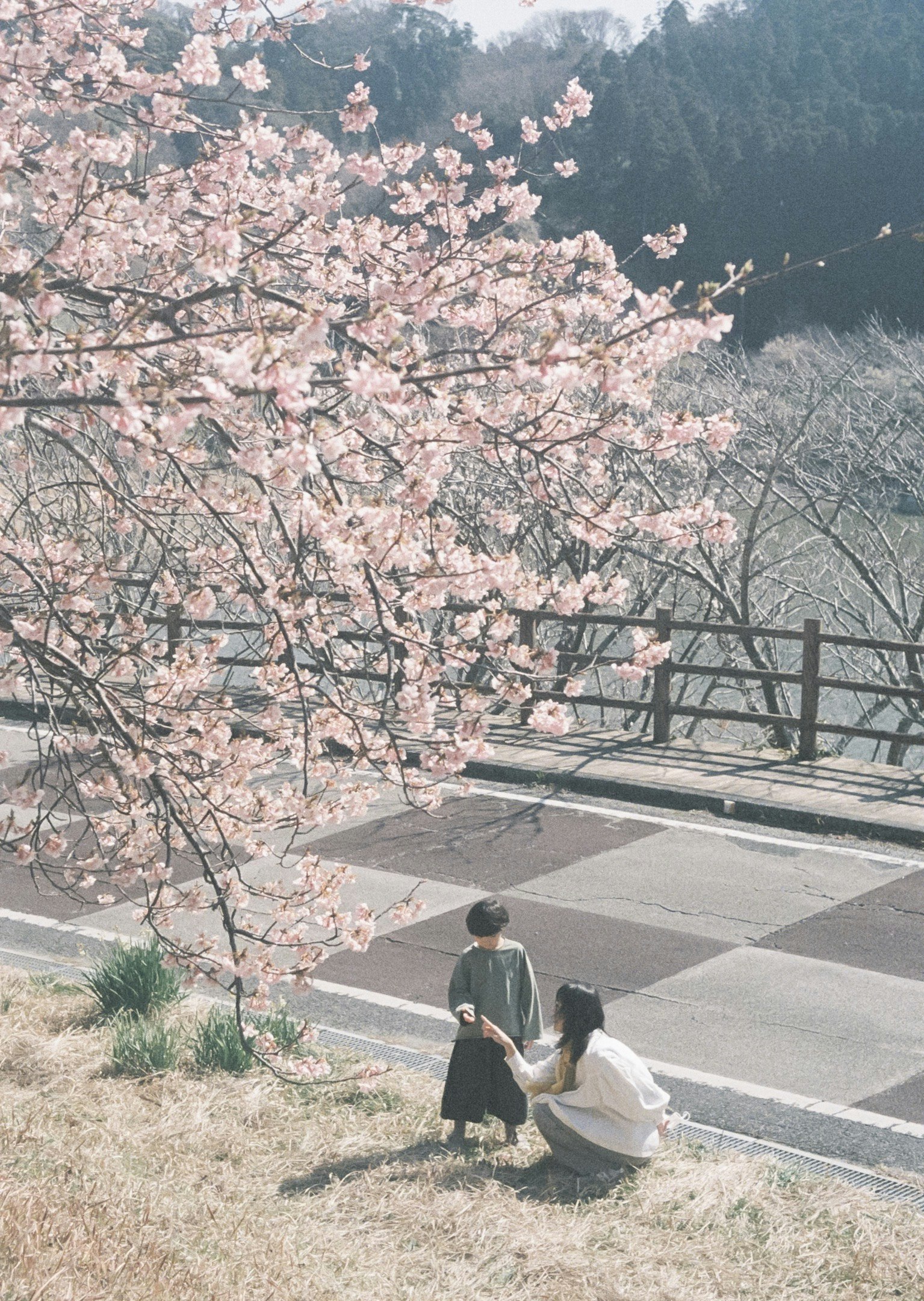 櫻花枝與山景背景的步道