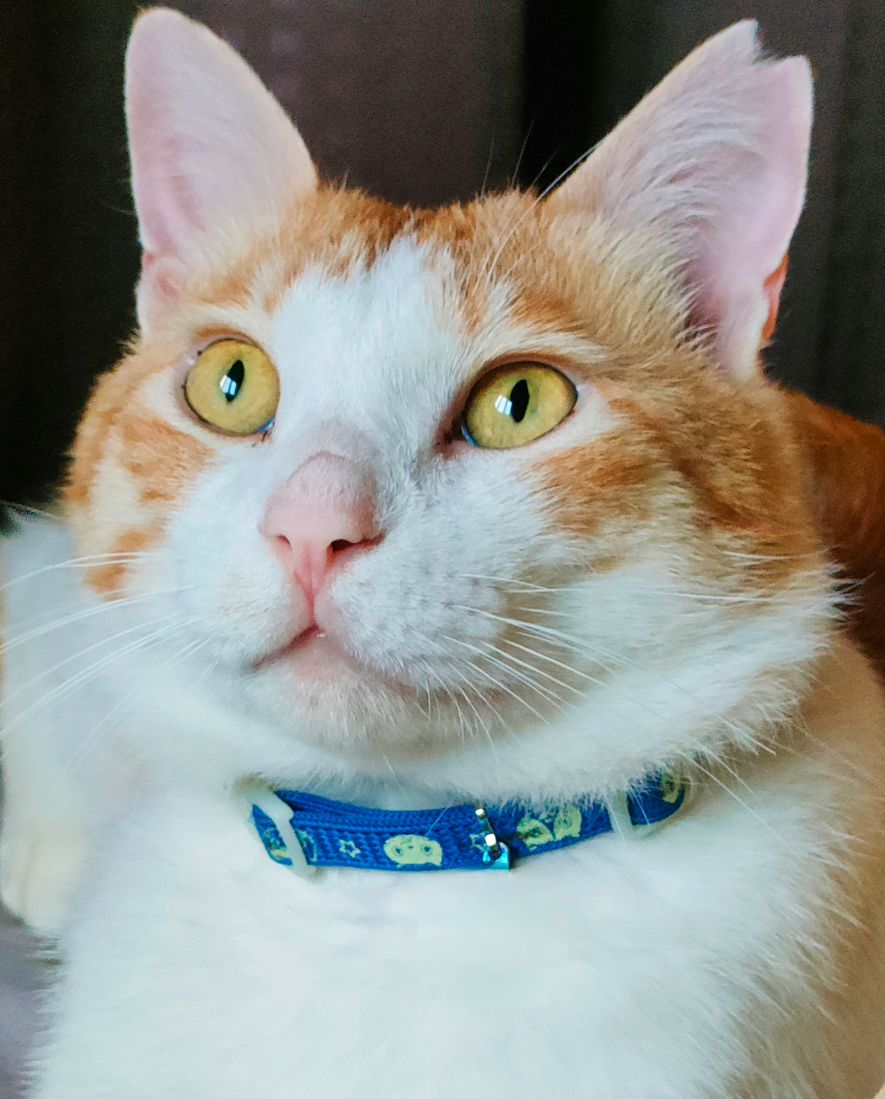青い首輪をしたオレンジ白の猫のアップ
