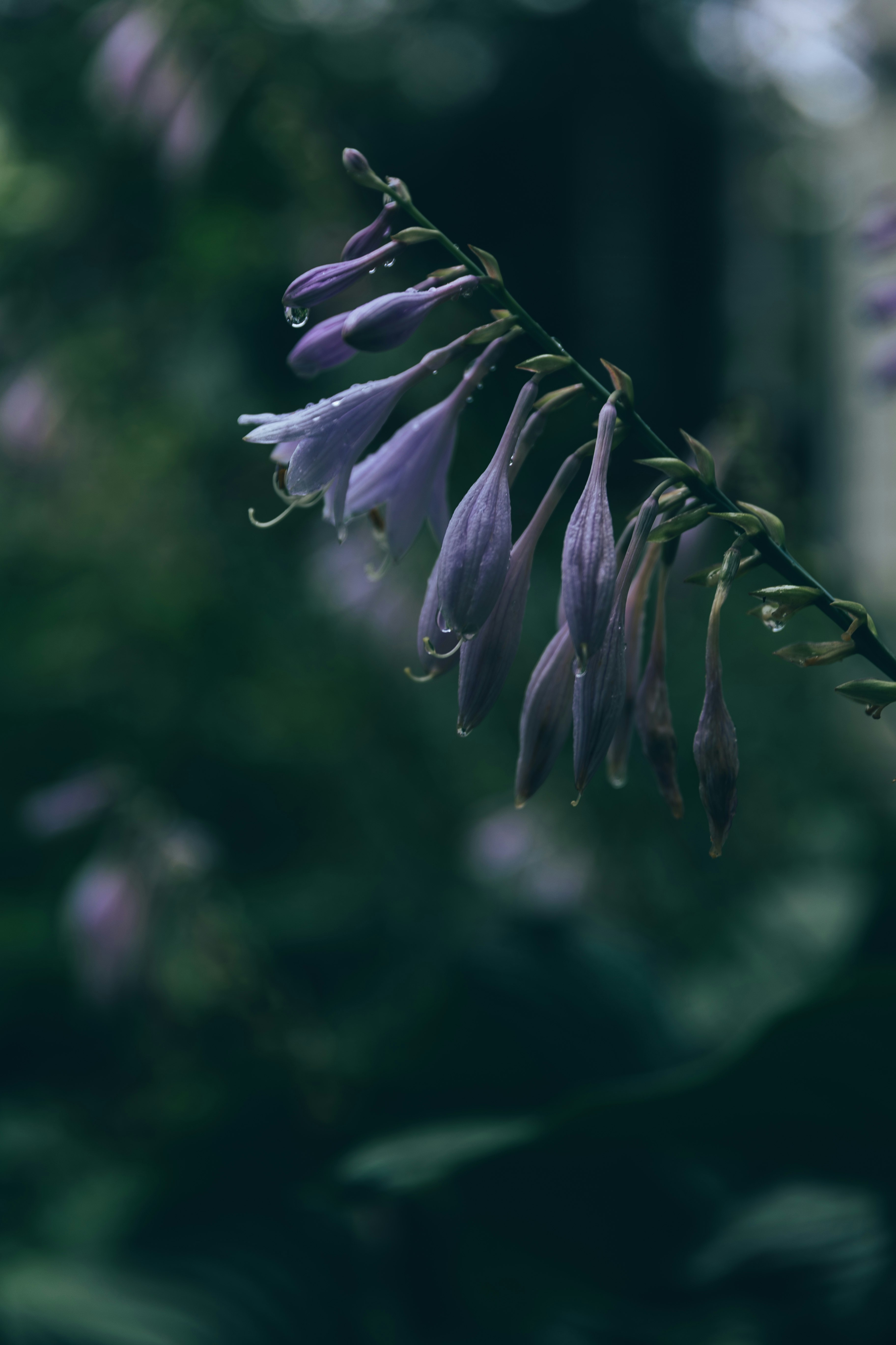 深い緑の背景に浮かぶ花のつぼみのクローズアップ