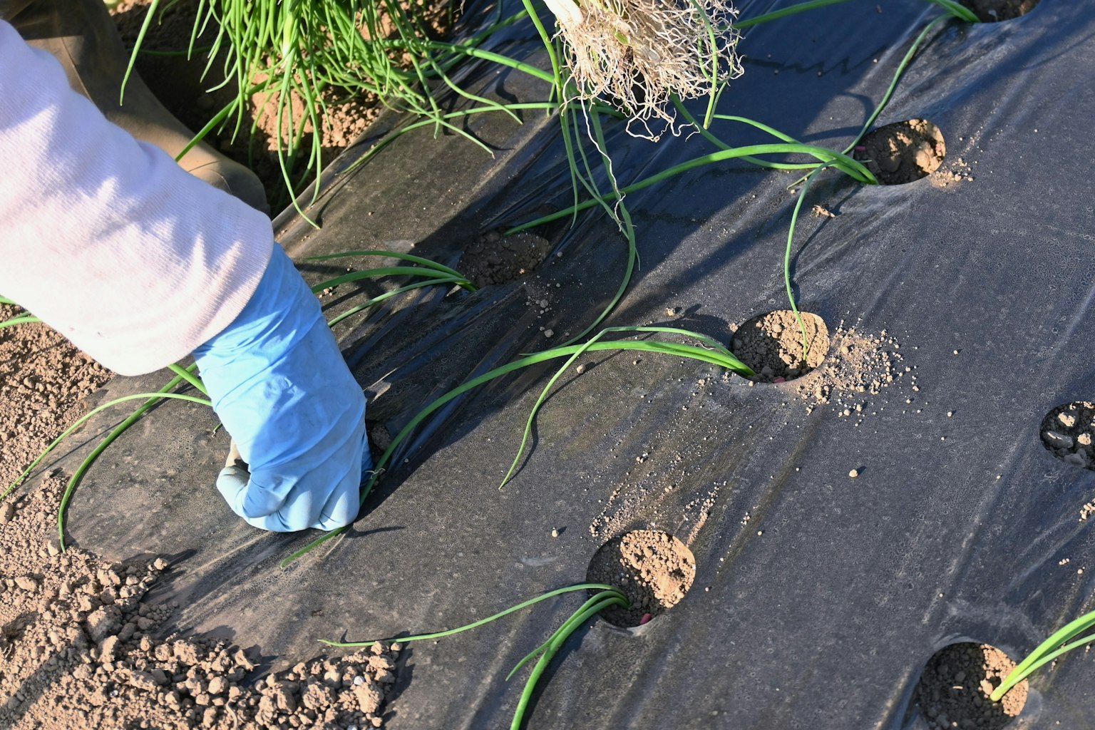 Mano plantando plántulas en un campo con acolchado de plástico negro