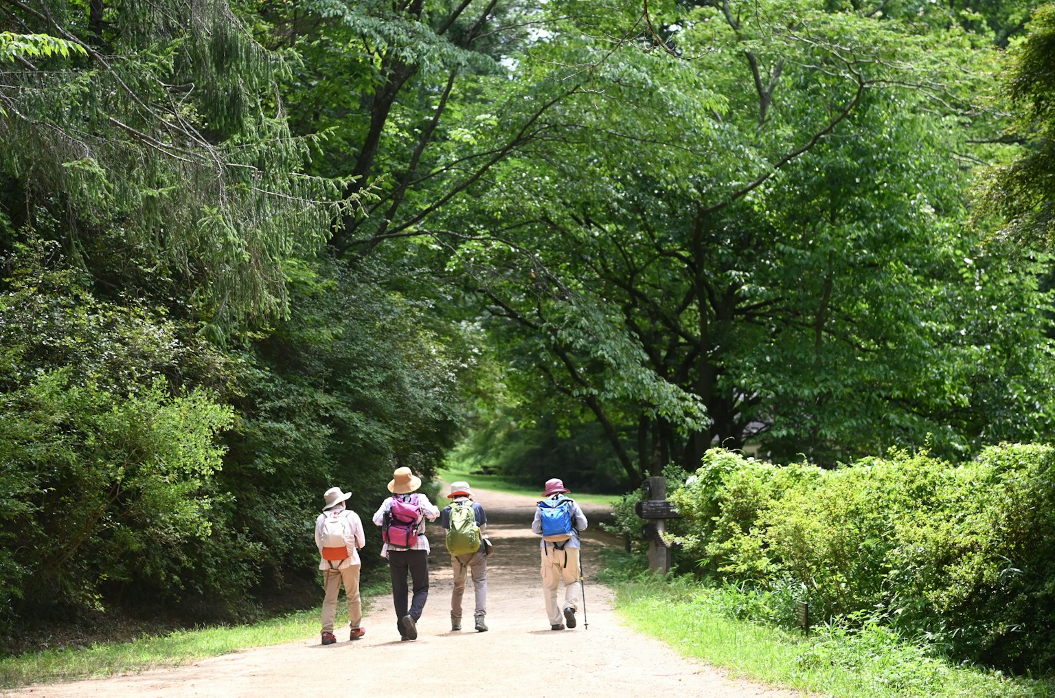Quattro escursionisti che camminano su un sentiero circondato da alberi verdi