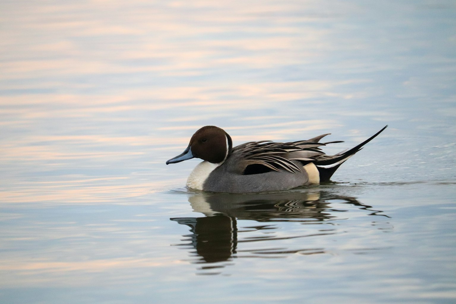 Eine Ente, die auf der Wasseroberfläche schwimmt, mit einem sanften farbigen Hintergrund und ruhigem Wasser