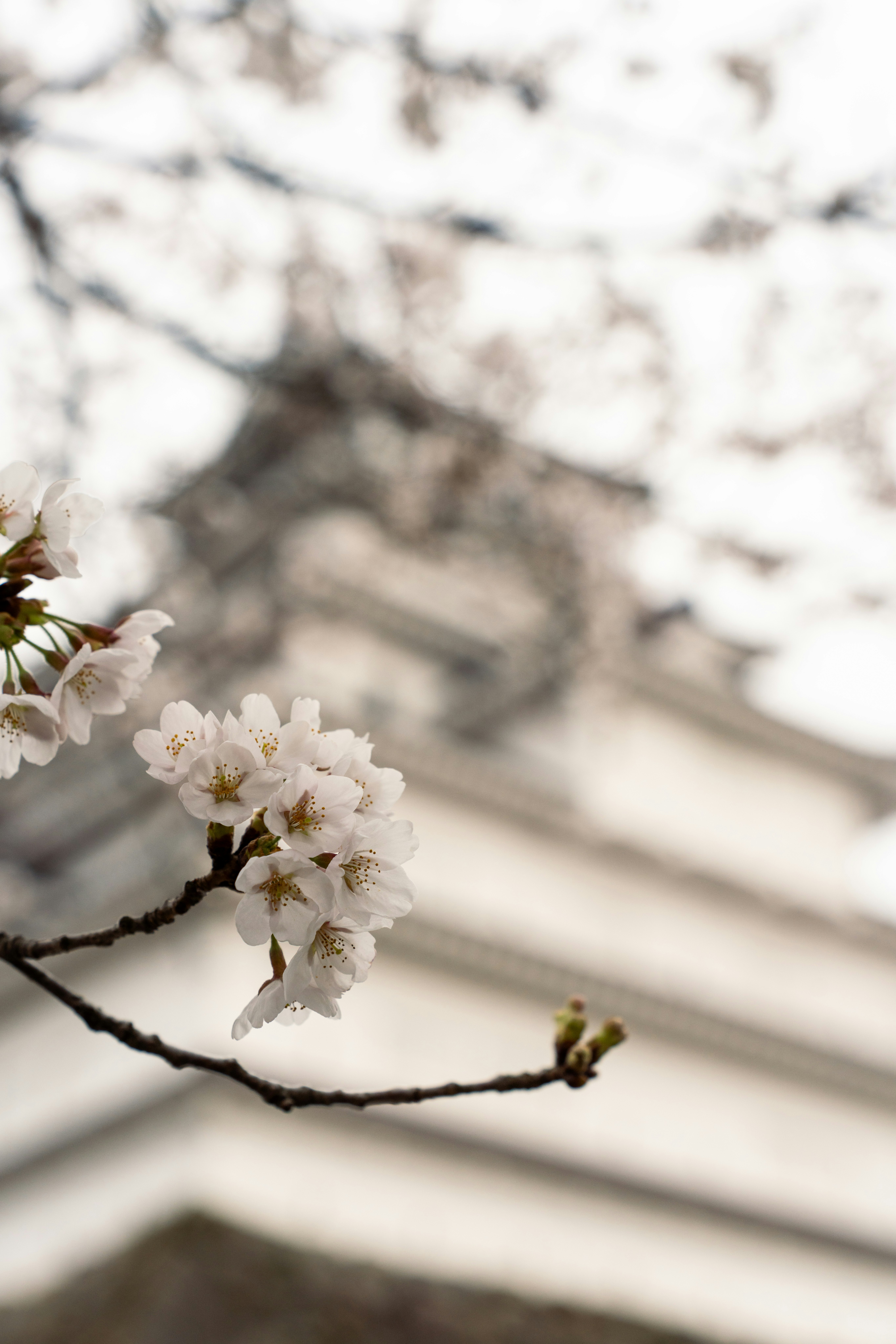 鶴ヶ城の桜の枝と満開の花