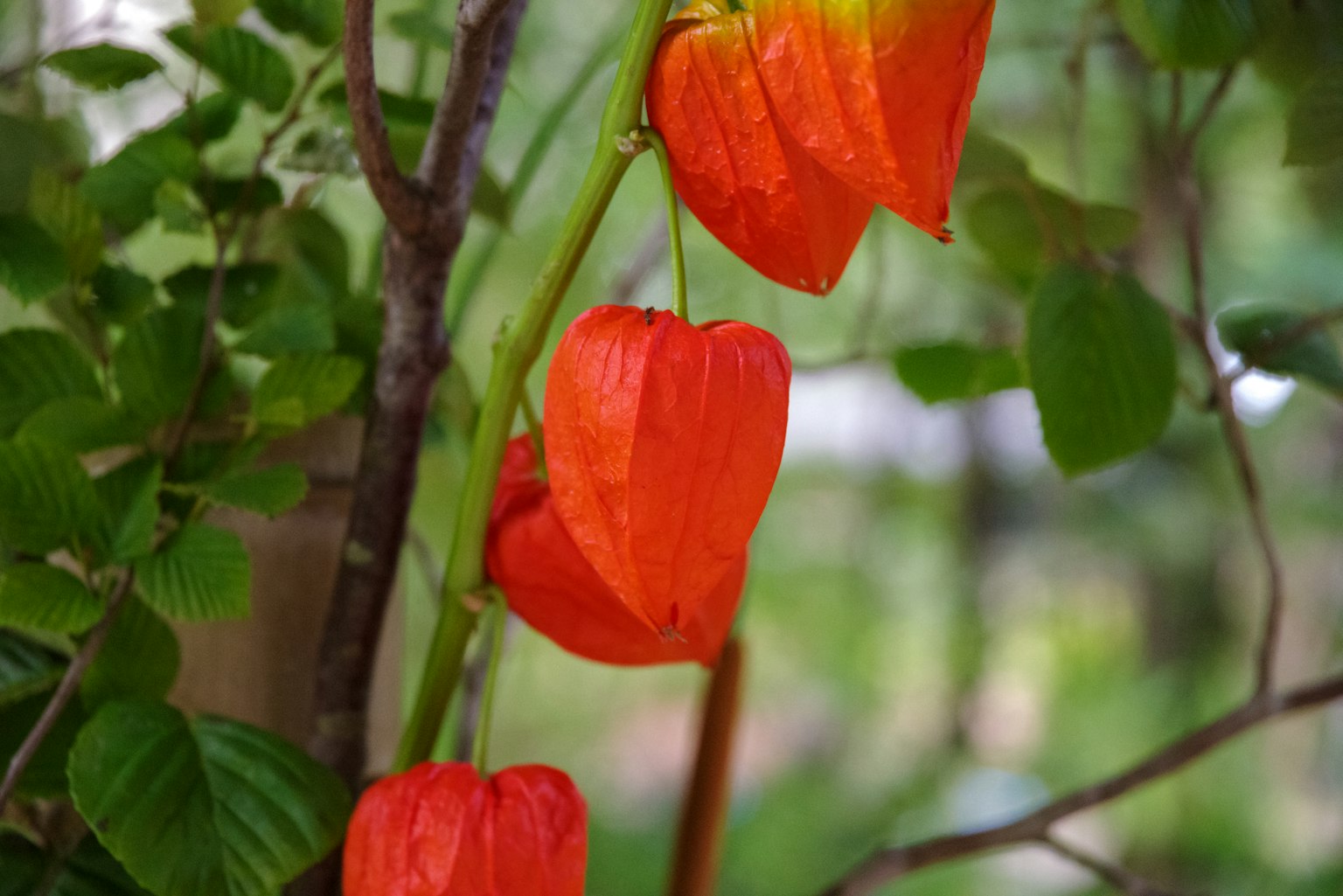 Bunga physalis oranye dikelilingi daun hijau