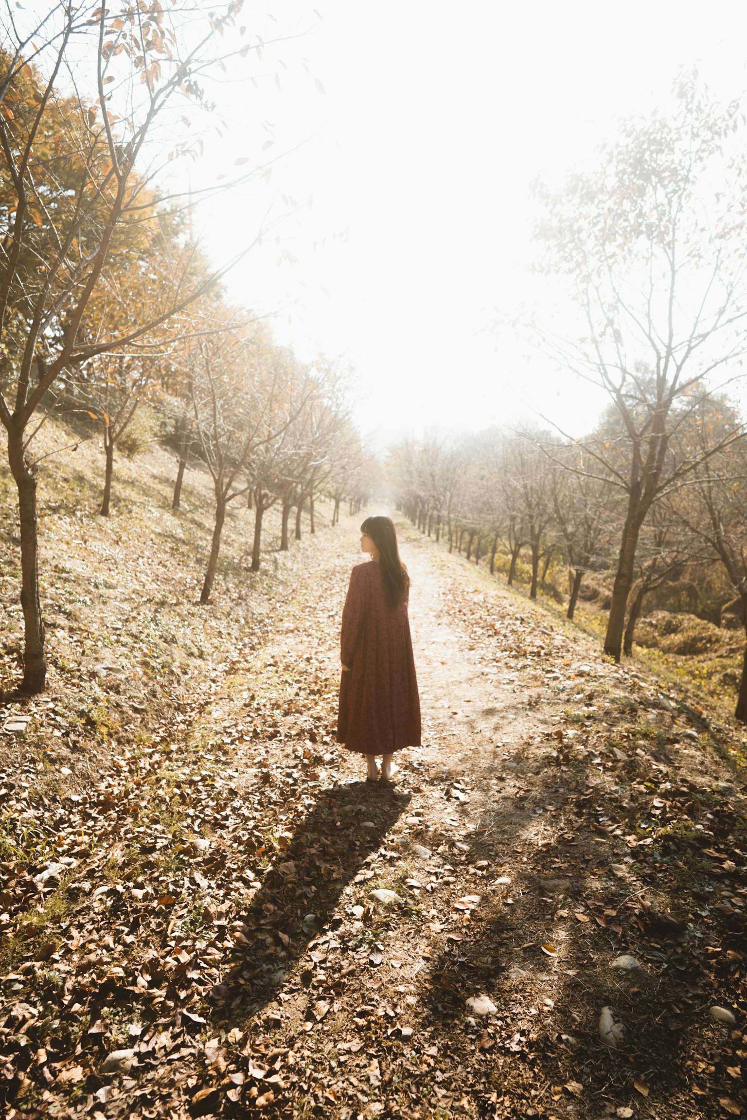 秋の道を歩く女性のシルエット 明るい光に包まれた風景