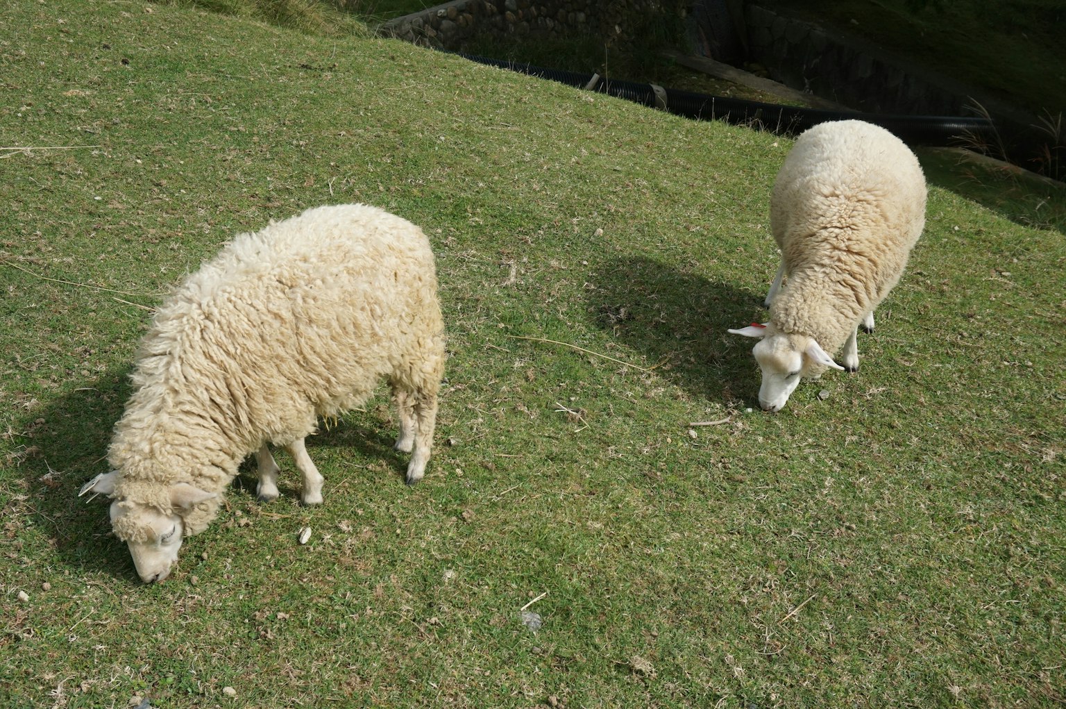 Deux moutons broutant sur de l'herbe verte