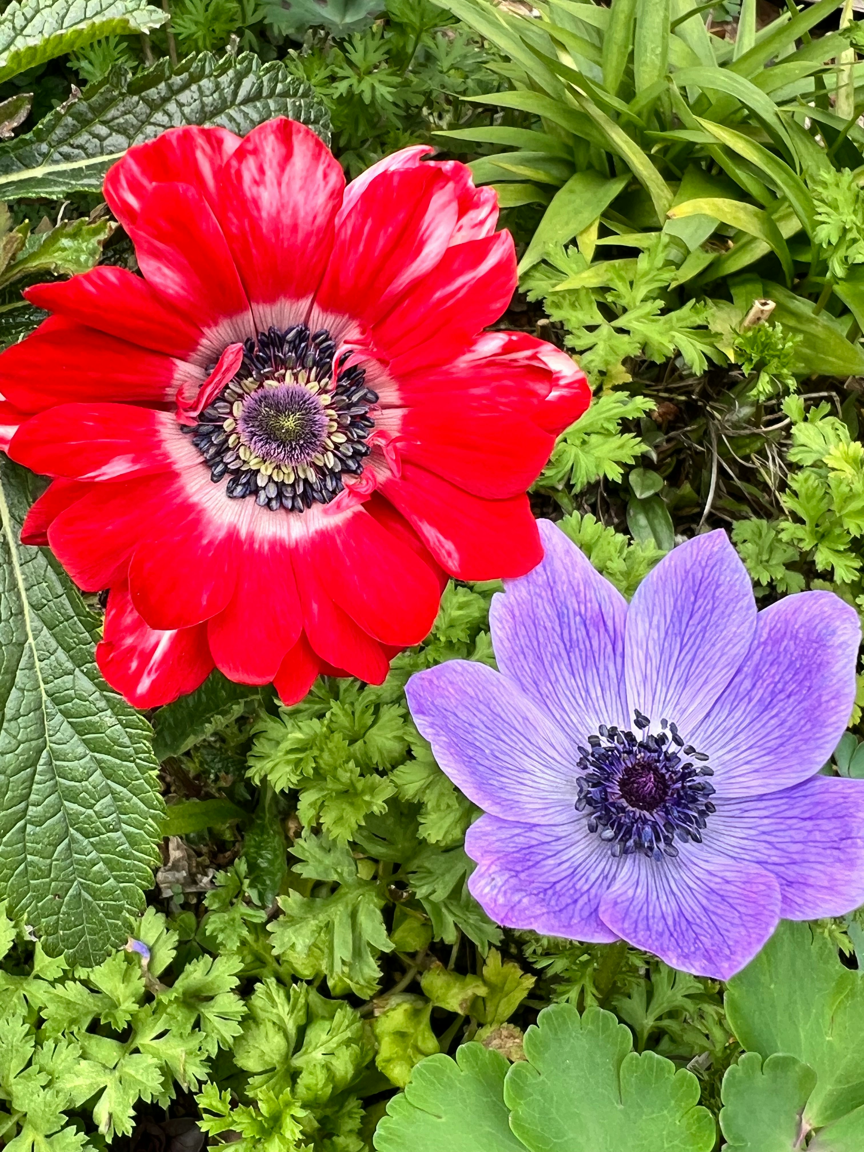 Primer plano de anémonas rojas y moradas en flor