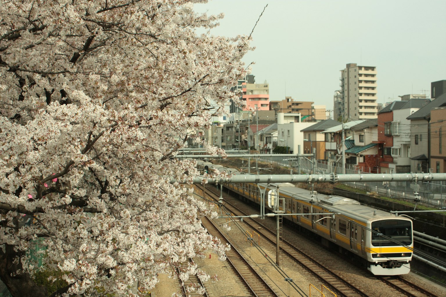 View of cherry blossom trees alongside train tracks with a passing train