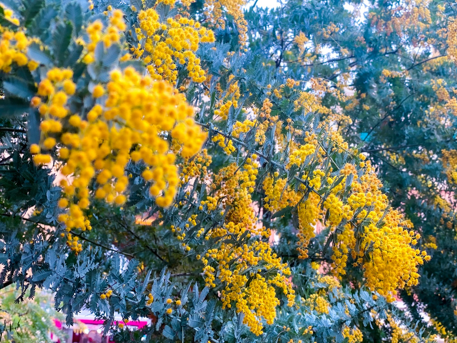 ภาพระยะใกล้ของกิ่งไม้ที่มีดอกไม้สีเหลืองสดใส