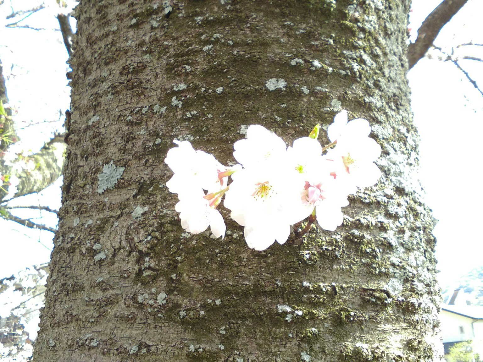 Flores de cerezo floreciendo en el tronco de un árbol