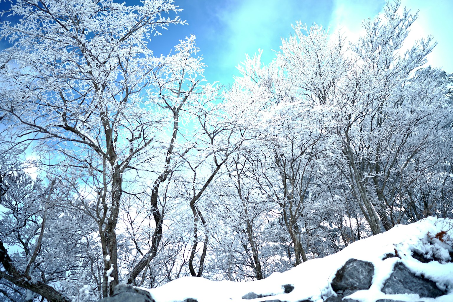 Árboles cubiertos de nieve bajo un cielo azul