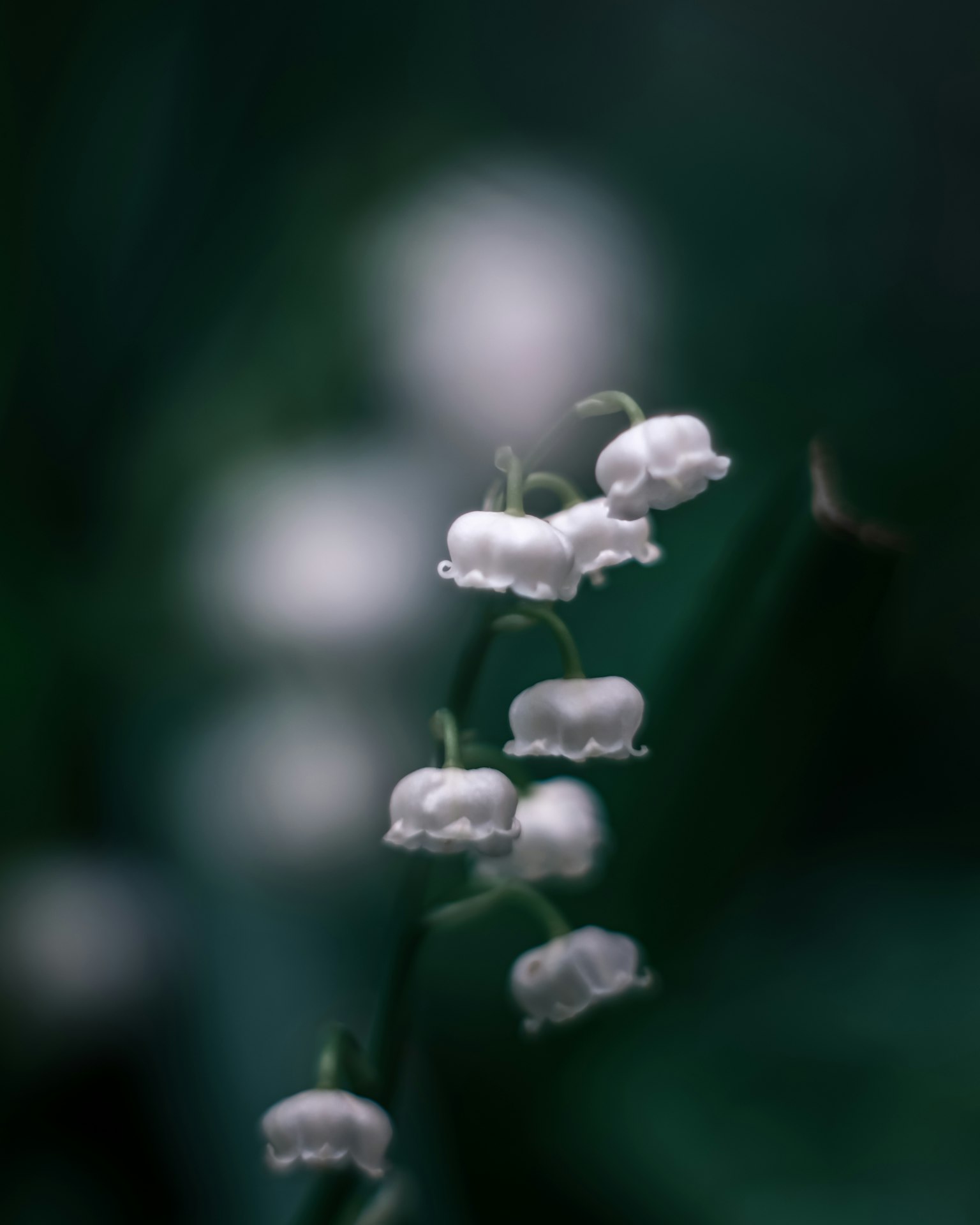 细长茎上开着白色钟形花朵的模糊绿色背景