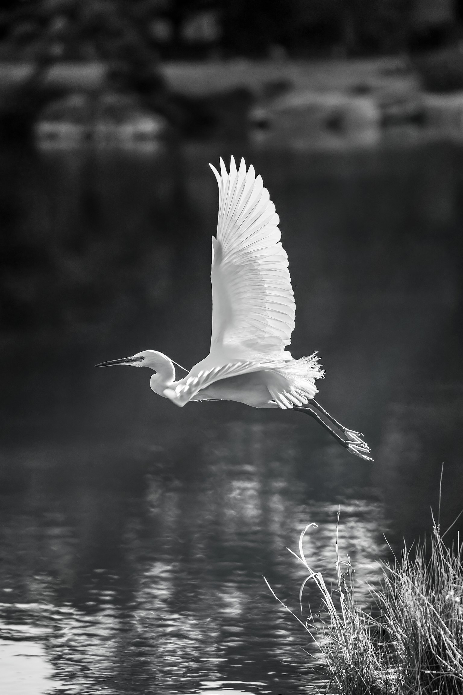 Ein Reiher fliegt über die Wasseroberfläche natürliche Landschaft