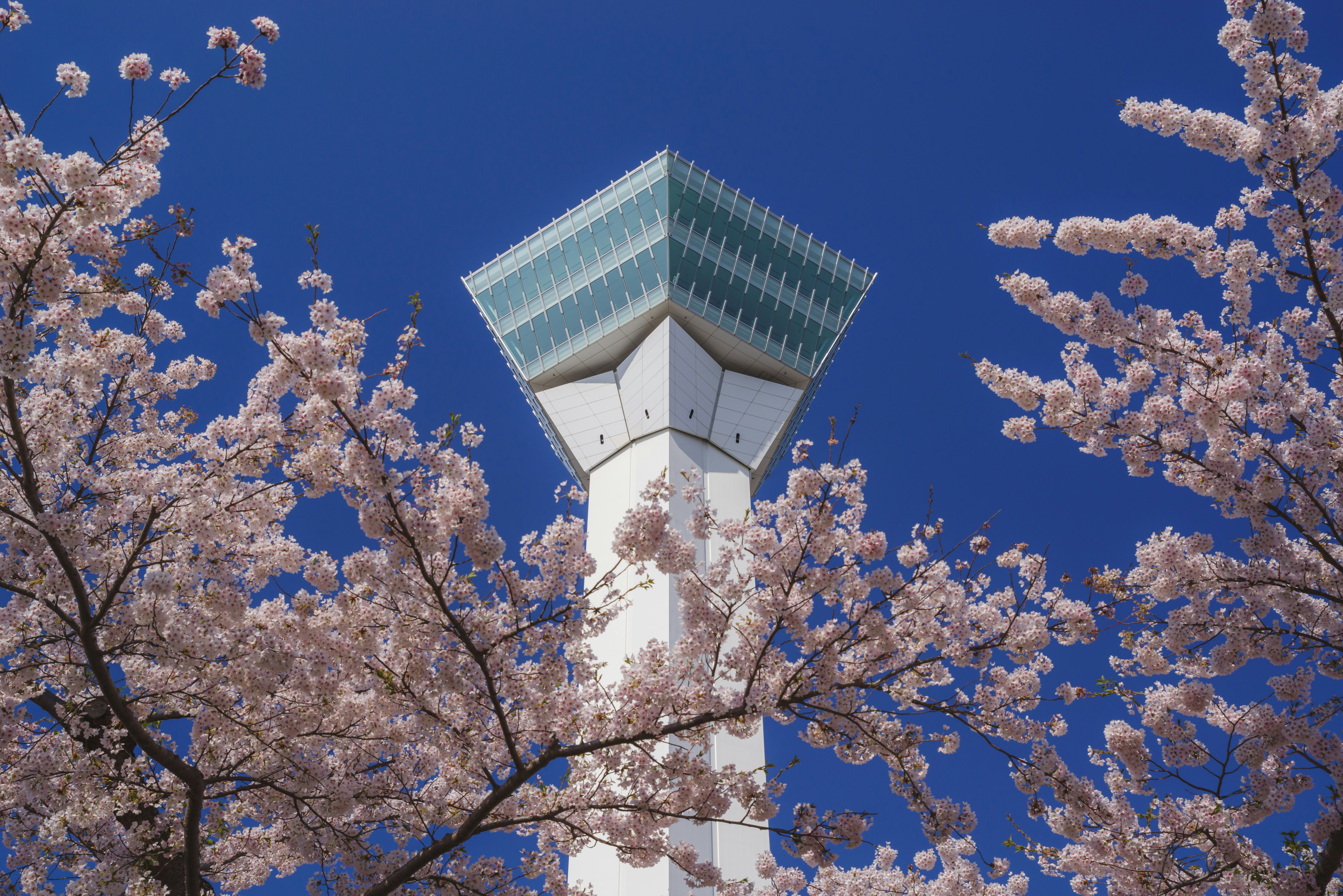 桜咲く五稜郭タワーと青空