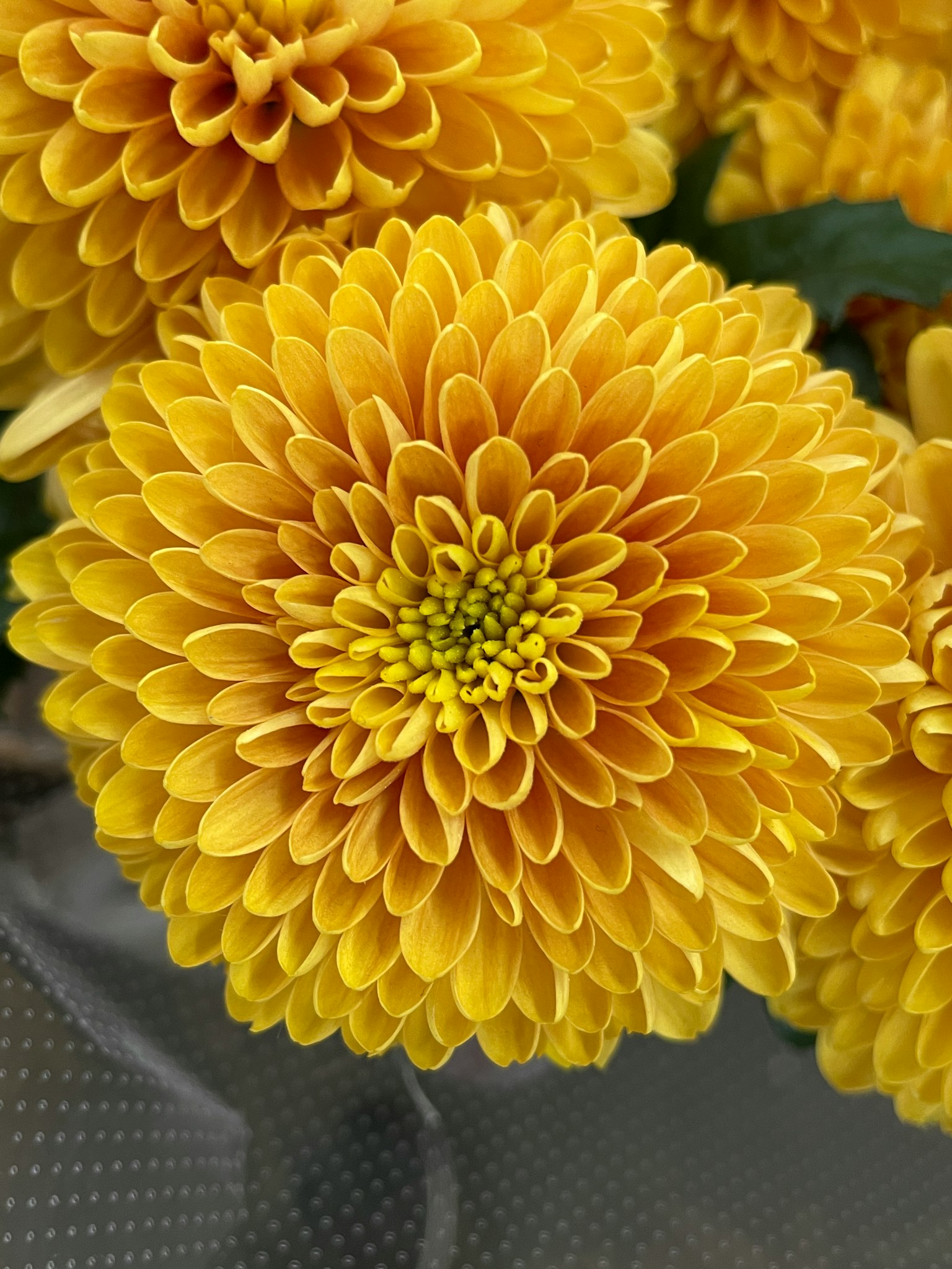 Cận cảnh hoa cúc vàng rực rỡ với chi tiết cánh hoa phức tạp và tâm vàng