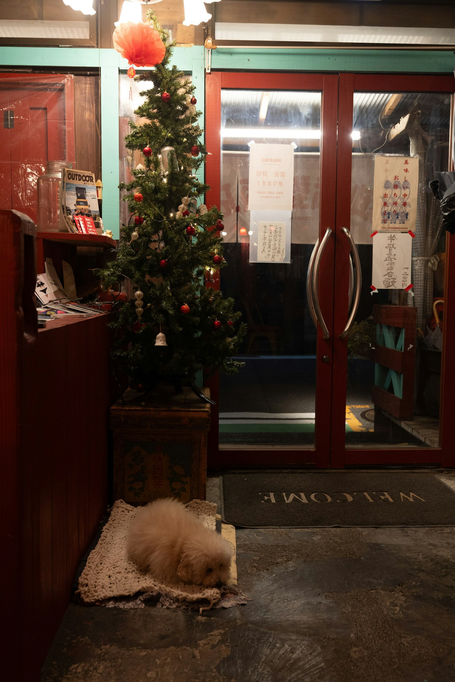 Một con chó đang ngủ ở cửa ra vào của một cửa hàng được trang trí với cây thông Noel