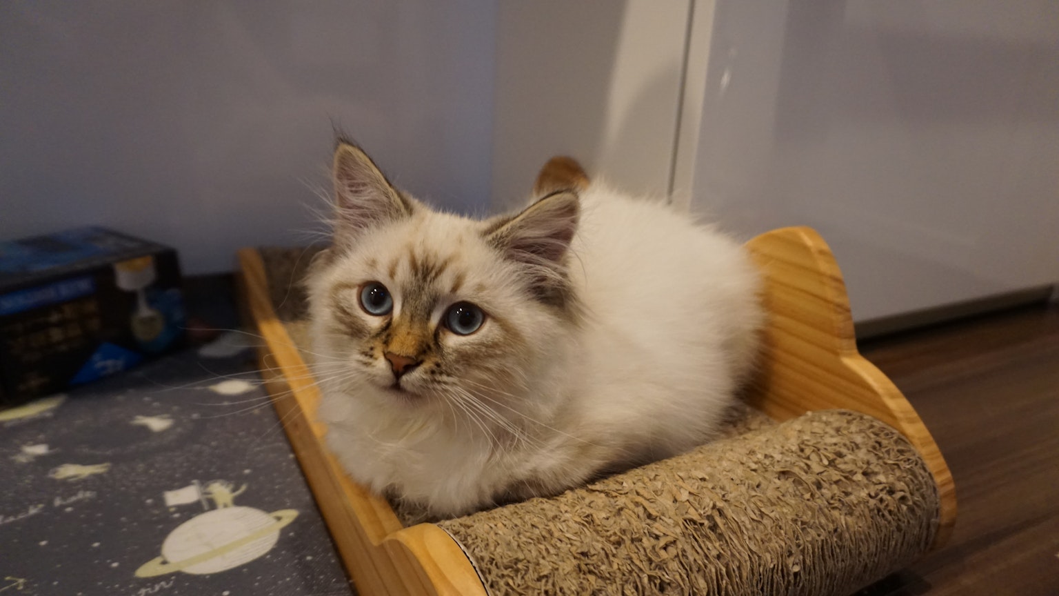 Eine flauschige weiße Katze ruht auf einem Holzkratzbaum