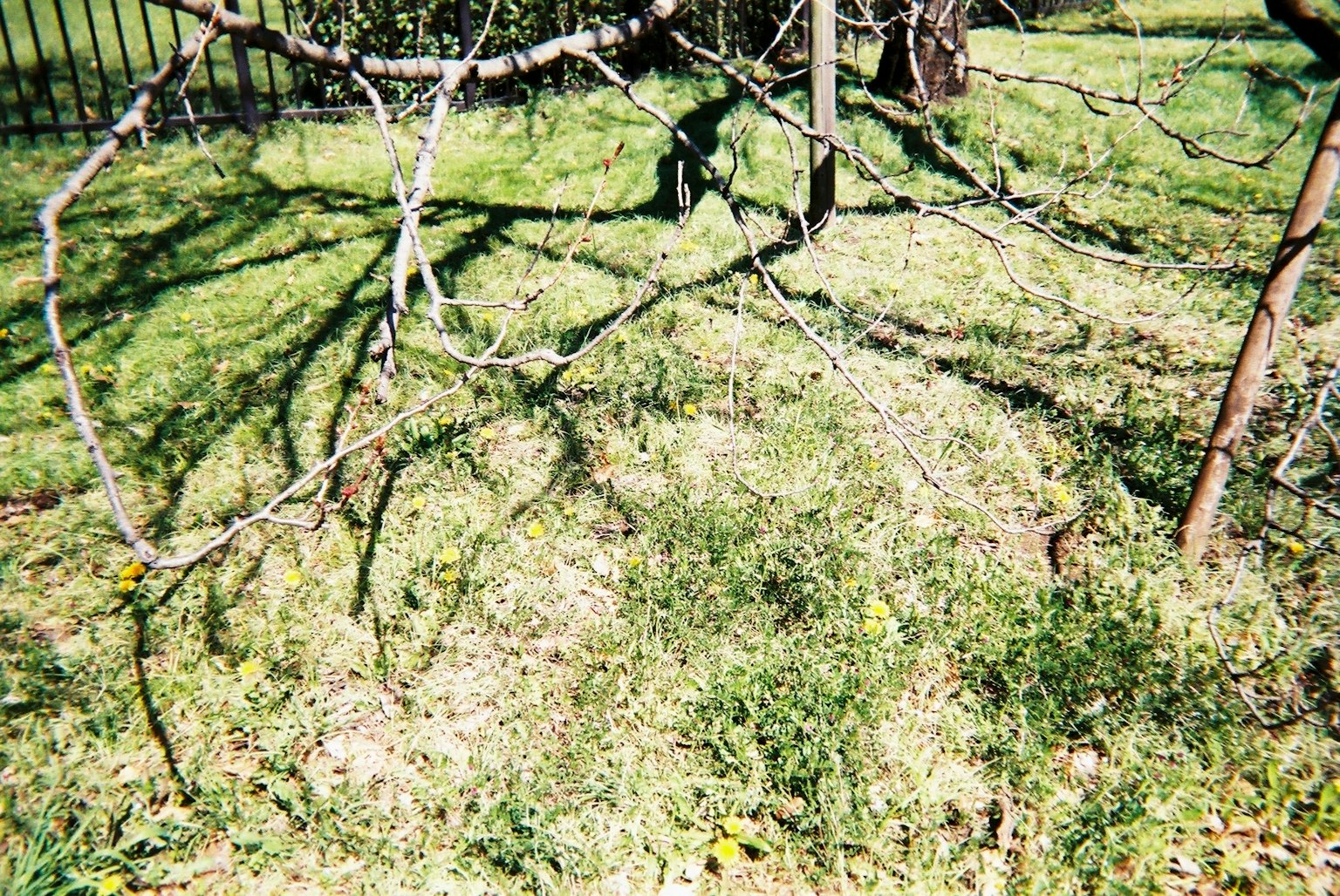 Baumäste, die Schatten auf das grüne Gras werfen