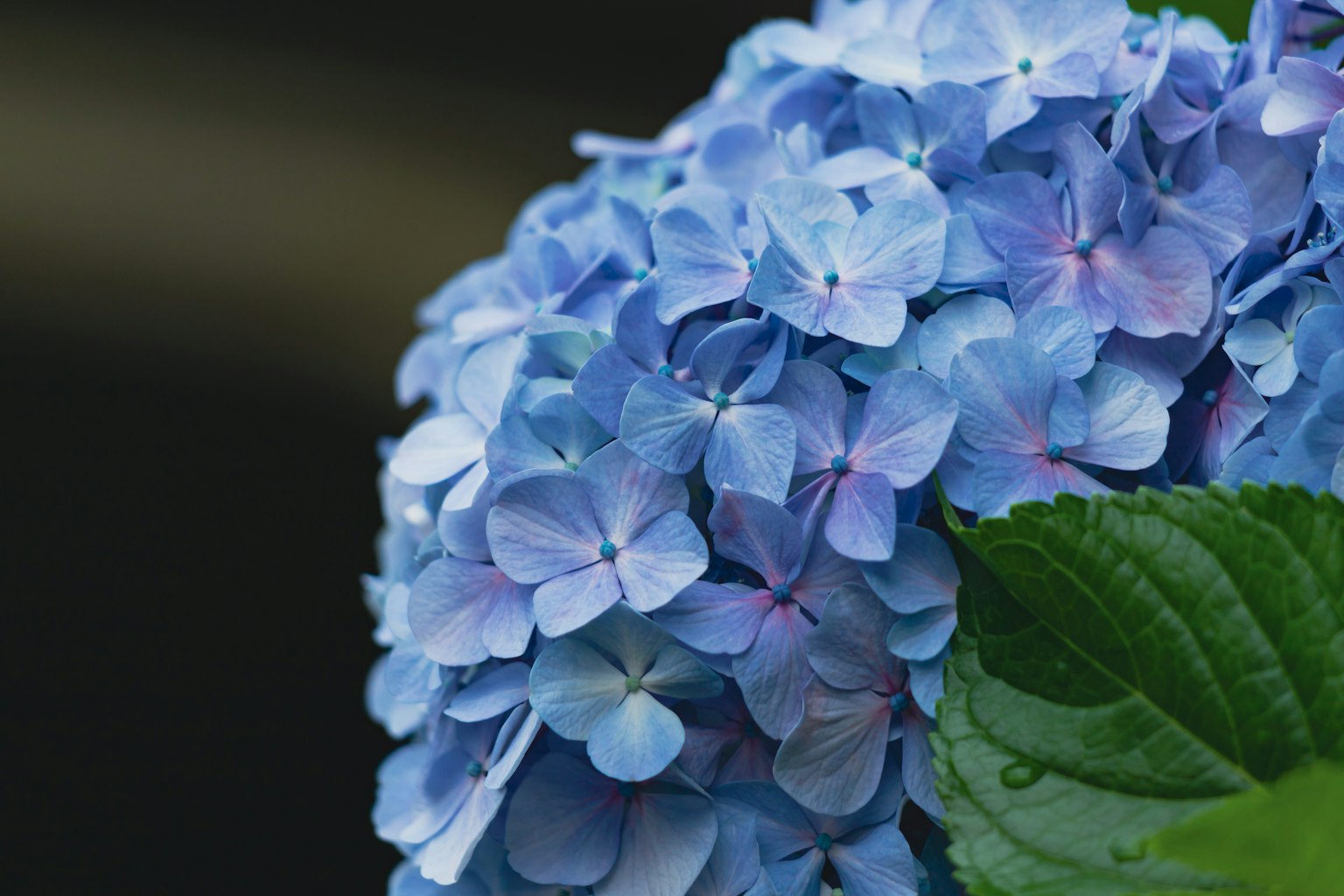 Close-up of blue hydrangea flowers with light purple petals and green leaves