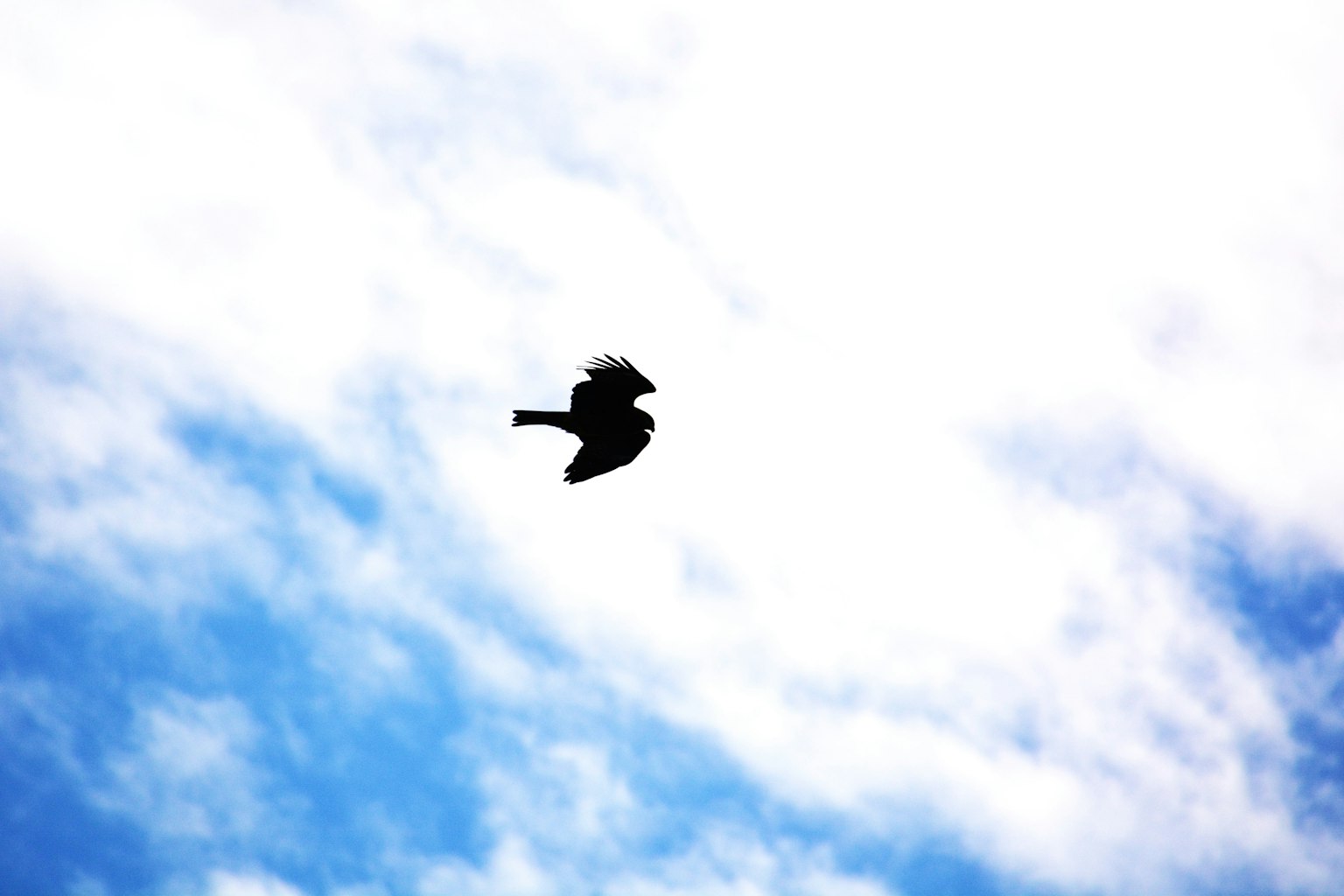 Silhouette of a bird flying against a blue sky with white clouds