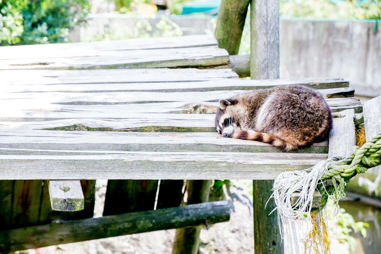 Un raton laveur dormant sur une plateforme en bois
