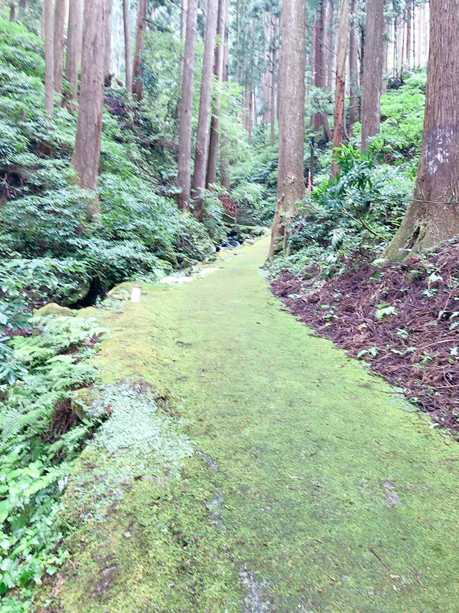 A tranquil path covered in green moss winding through a lush forest