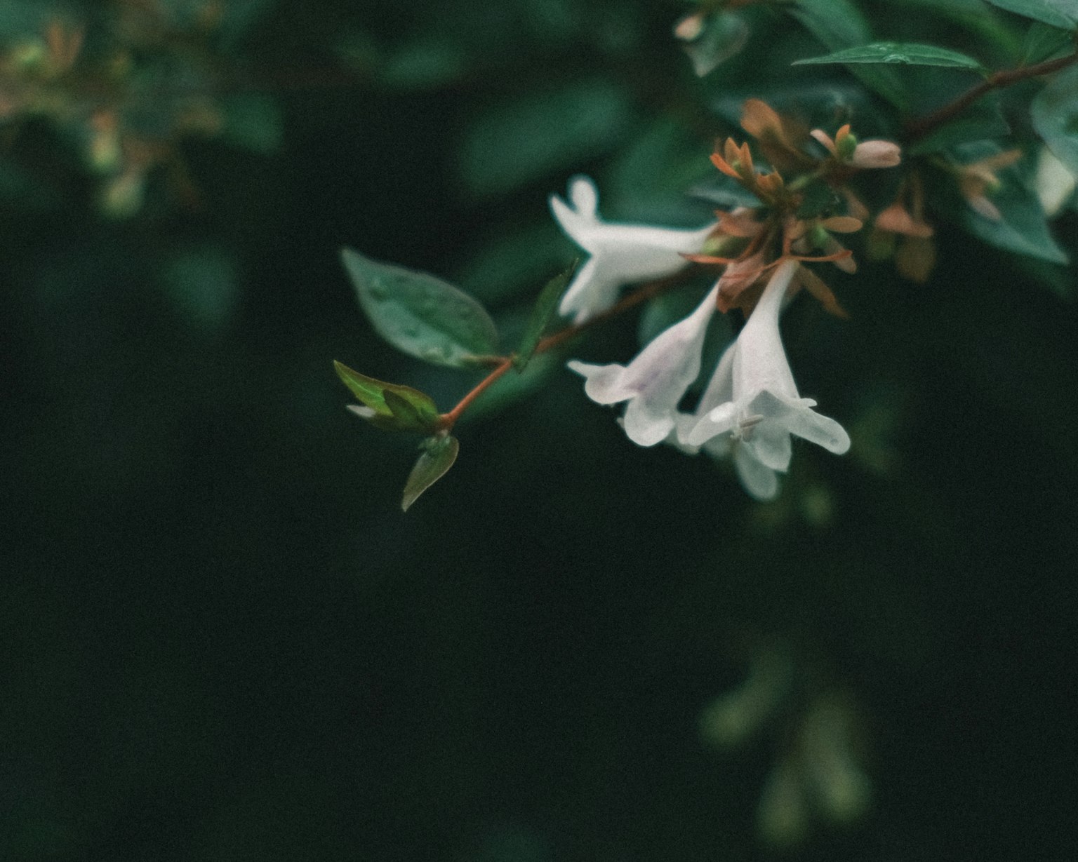 Close-up of white flowers on a plant with a green background