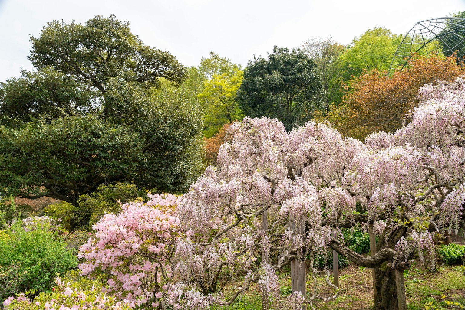 Bellissimo paesaggio da giardino con alberi in fiore rosa
