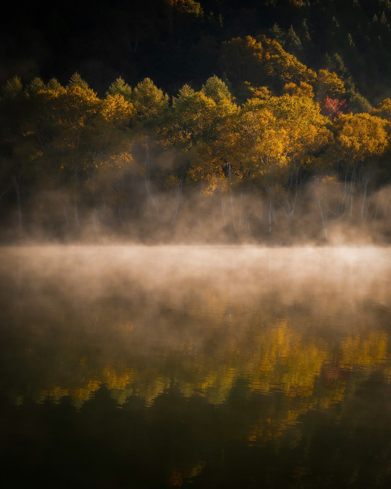 Superficie calma del lago che riflette la nebbia e gli alberi autunnali