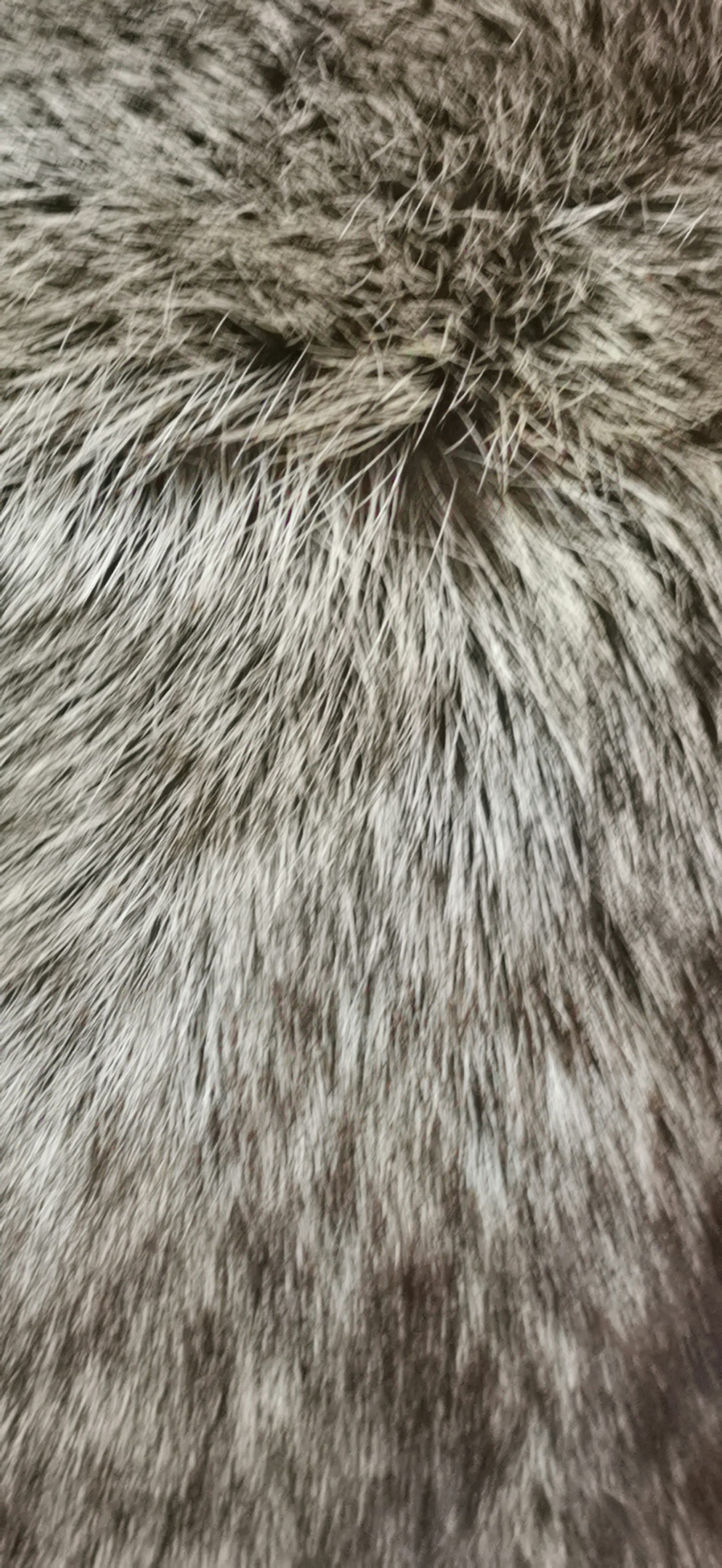 Image en gros plan de la texture de fourrure grise