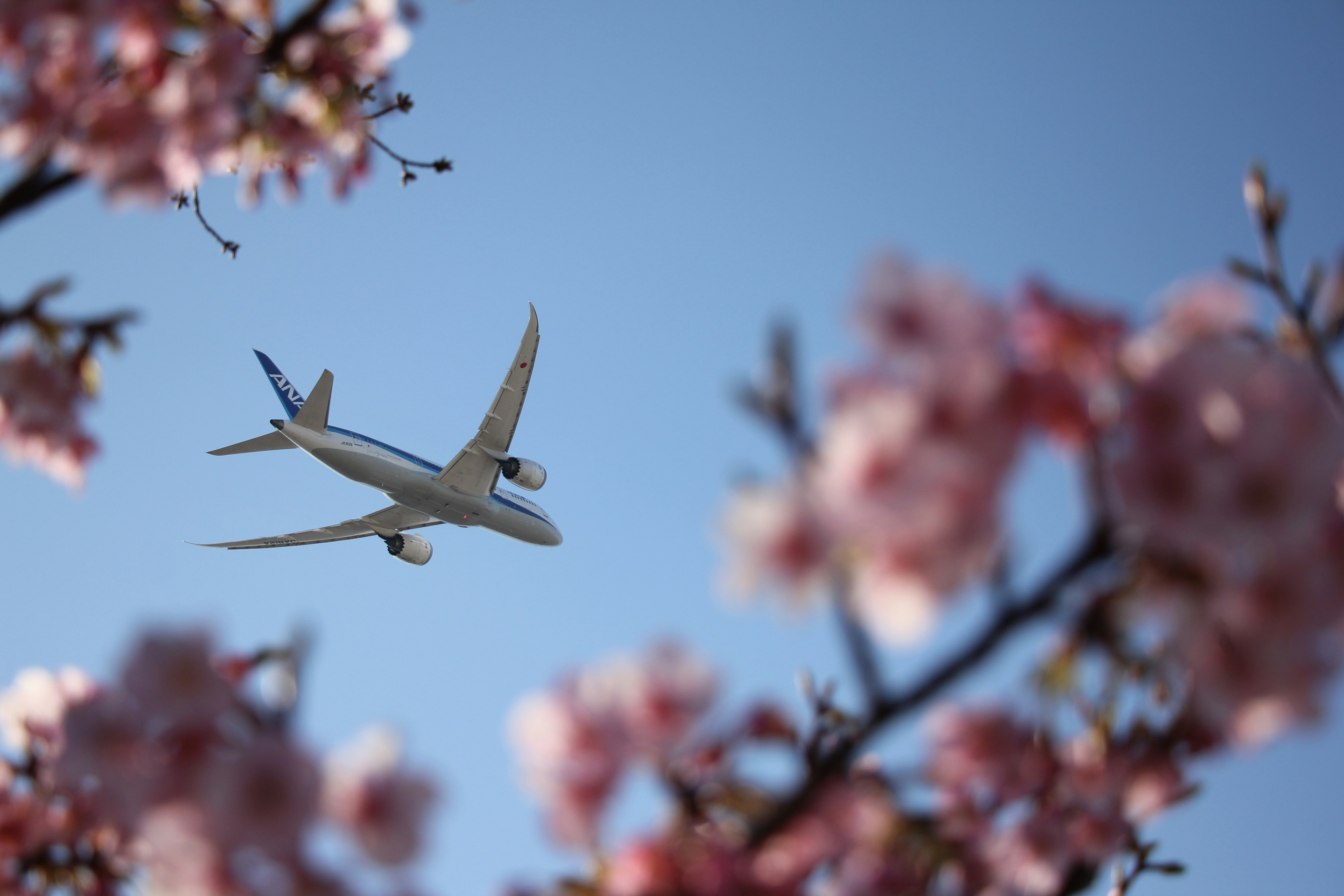 青空に舞う旅客機と桜の花