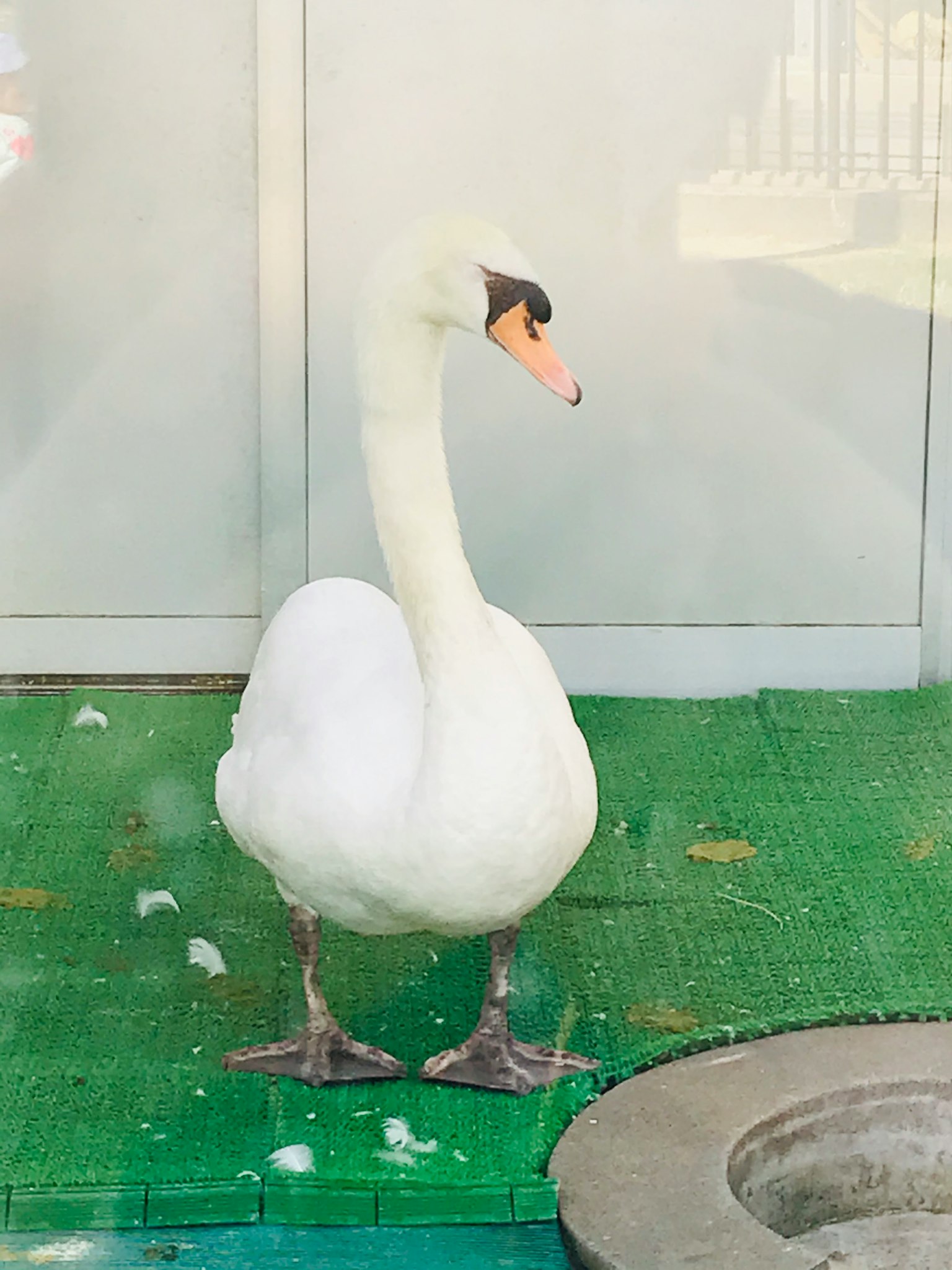 초록색 매트 위에 서 있는 백조