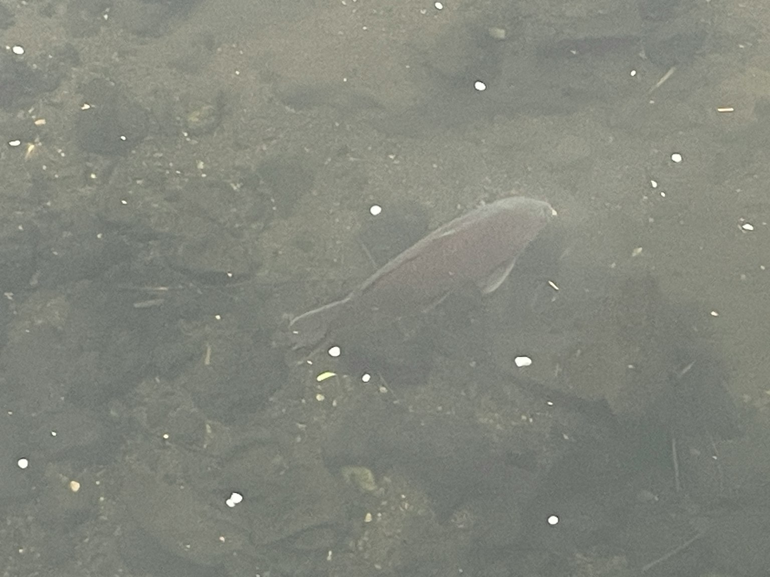 水中游动的鱼在浑浊的水面上