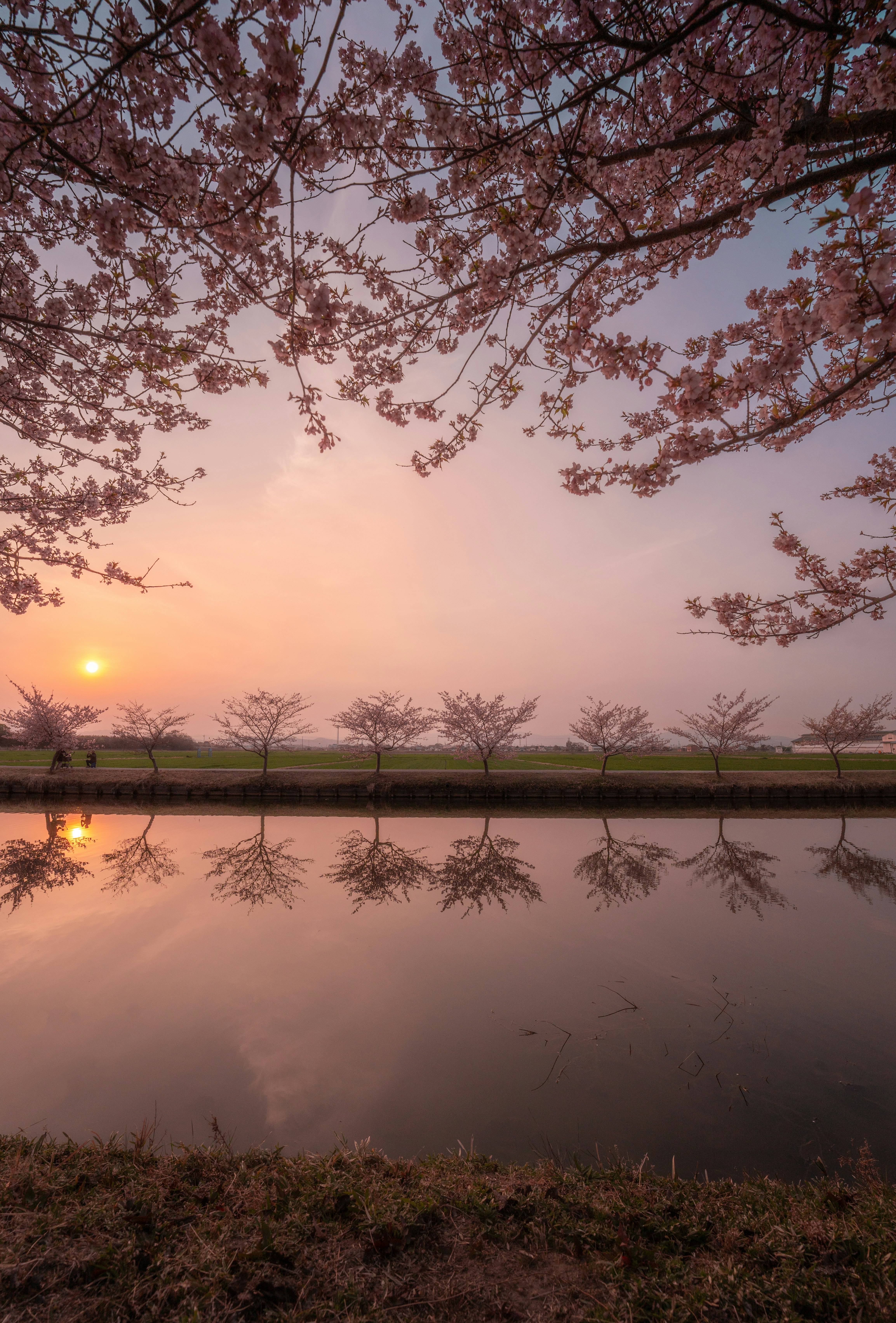 夕焼けの空と水面に映る桜の枝