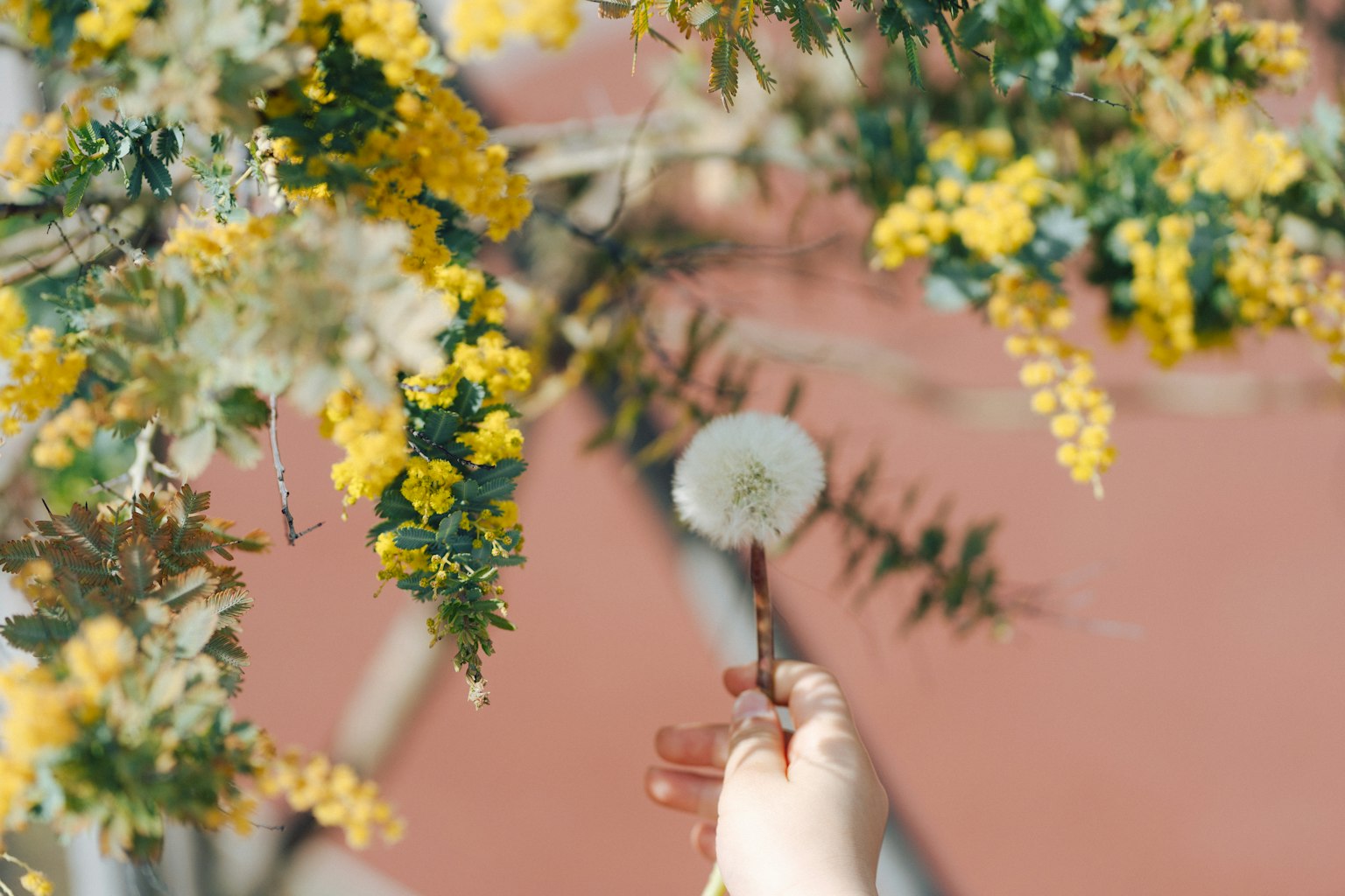 黄色い花と白いタンポポの綿毛を持つ手