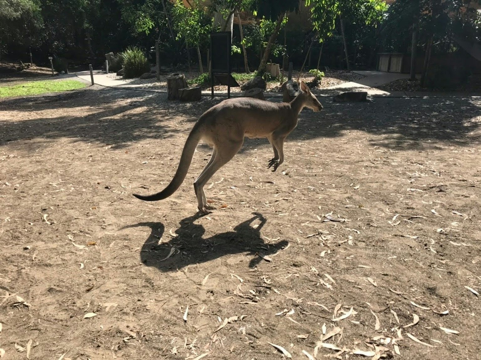 Ein Känguru springt über sandigen Boden mit grünen Bäumen und sanftem Licht im Hintergrund