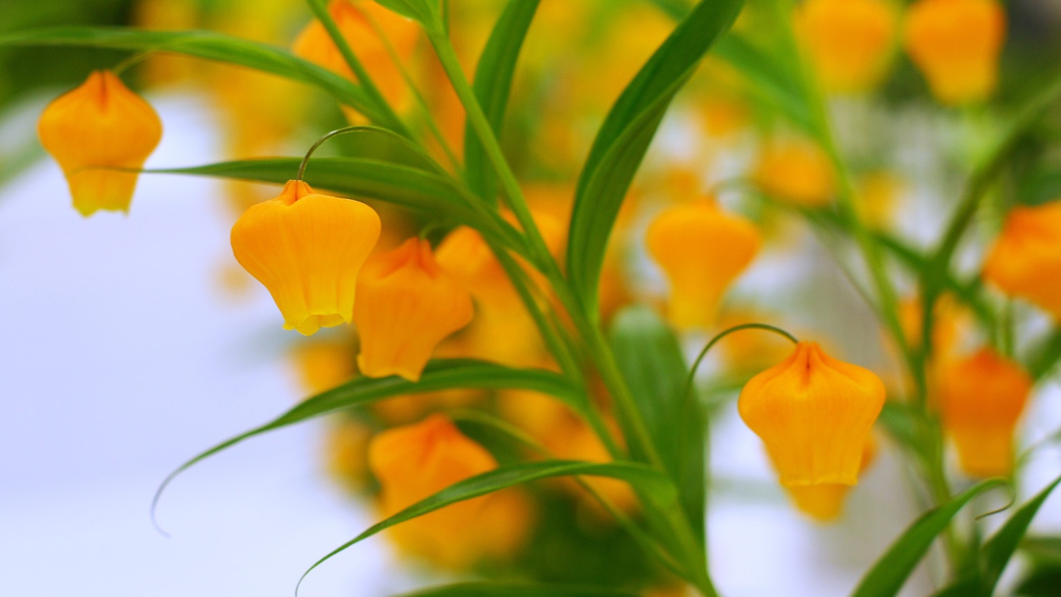 Close-up of a plant with bright yellow flowers