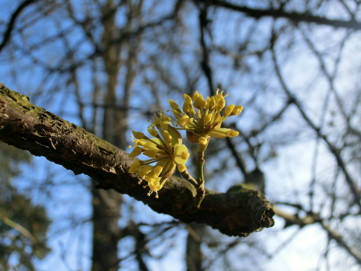 Branch with yellow flowers against a blue sky