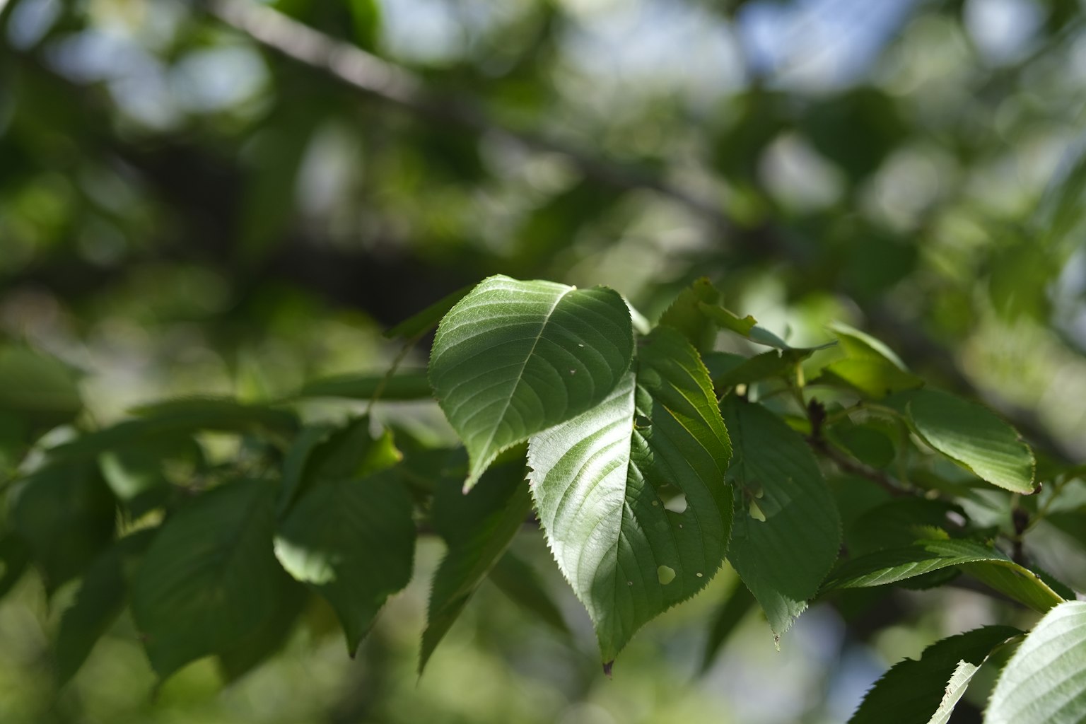 Green leaves illuminated by sunlight under a blue sky